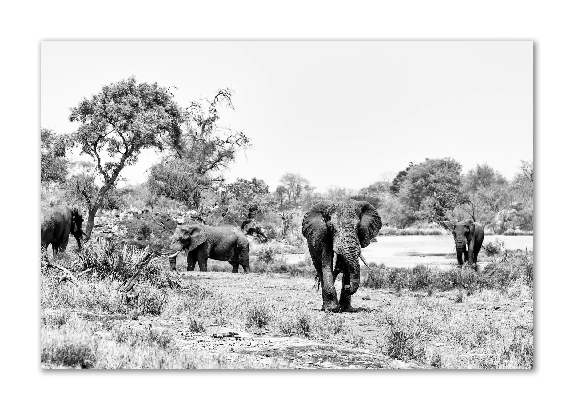 small bachelor herd of bull elephants gathered at a hidden oasis in Northern Kruger, emerging through the heat haze in near silence — black and white wildlife art print by Peter Delaney.