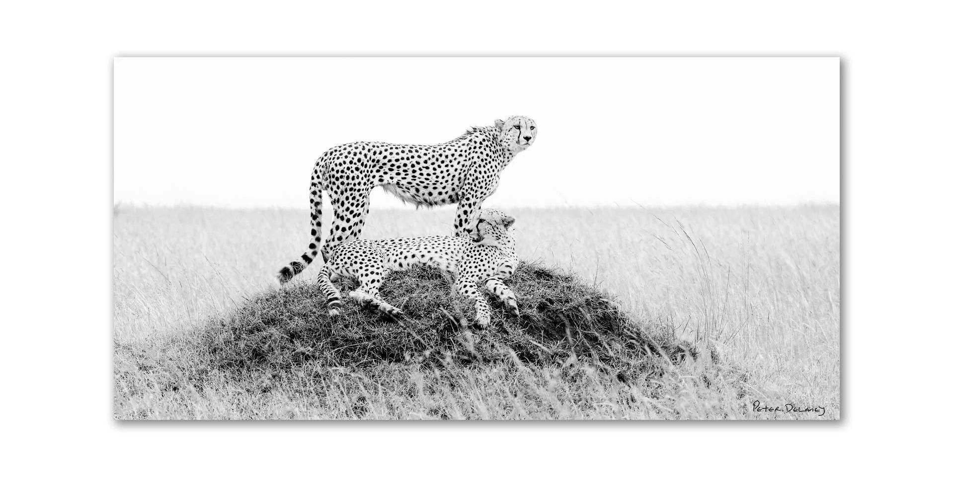 Cheetah Bros-august 2025 2-1 Crop.jpg