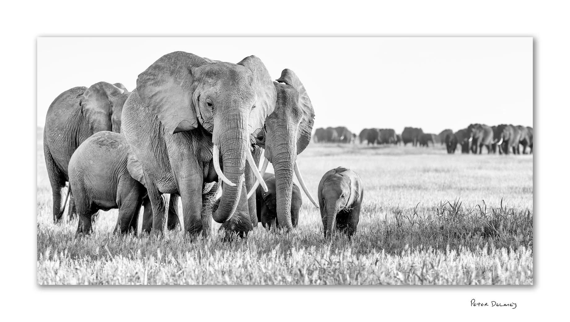 Amboseli elephant family-2026 final-edit.jpg