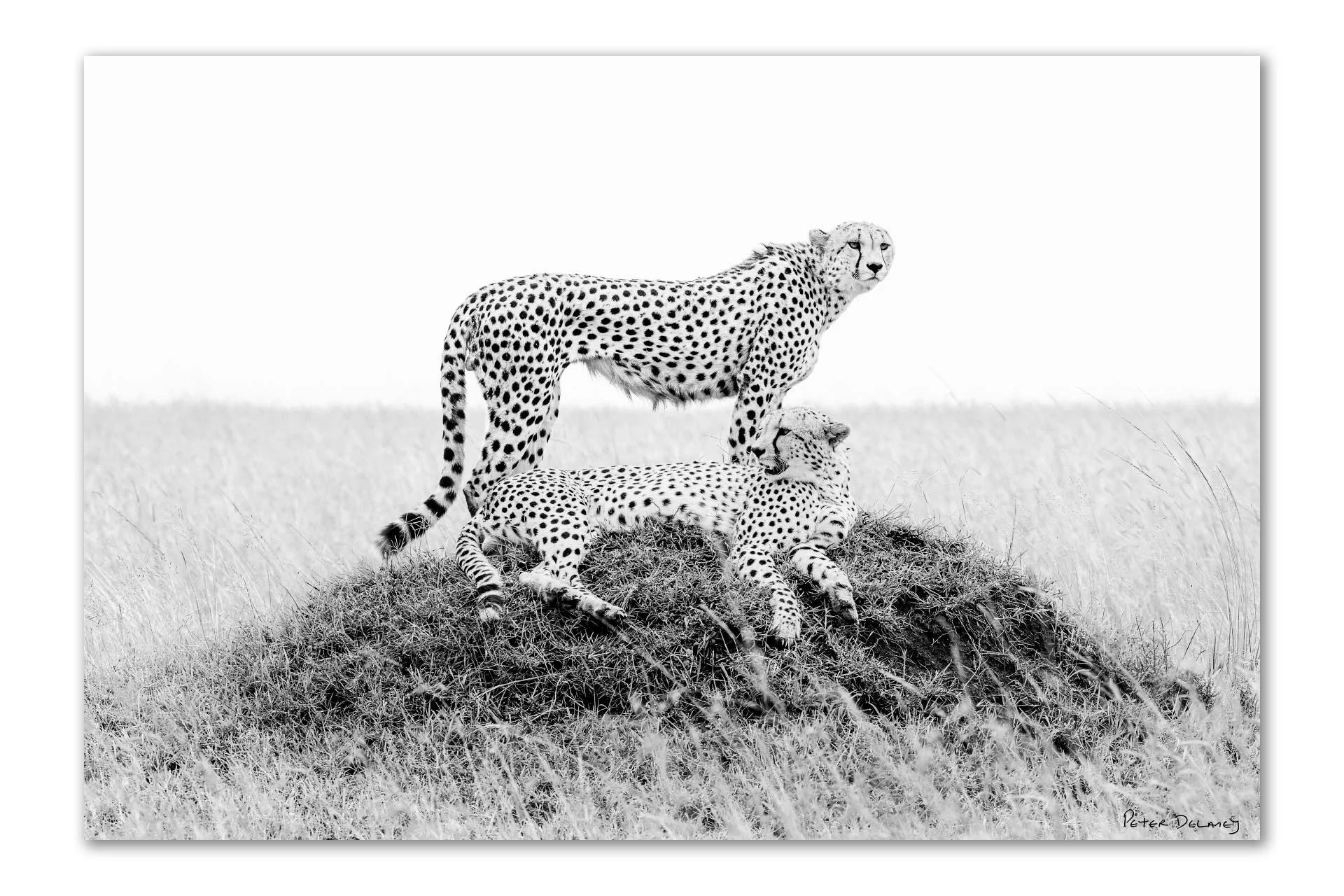 wo cheetah brothers Ruka and Rafiki resting on termite mound Mara North Conservancy Kenya black and white fine art print by Peter Delaney