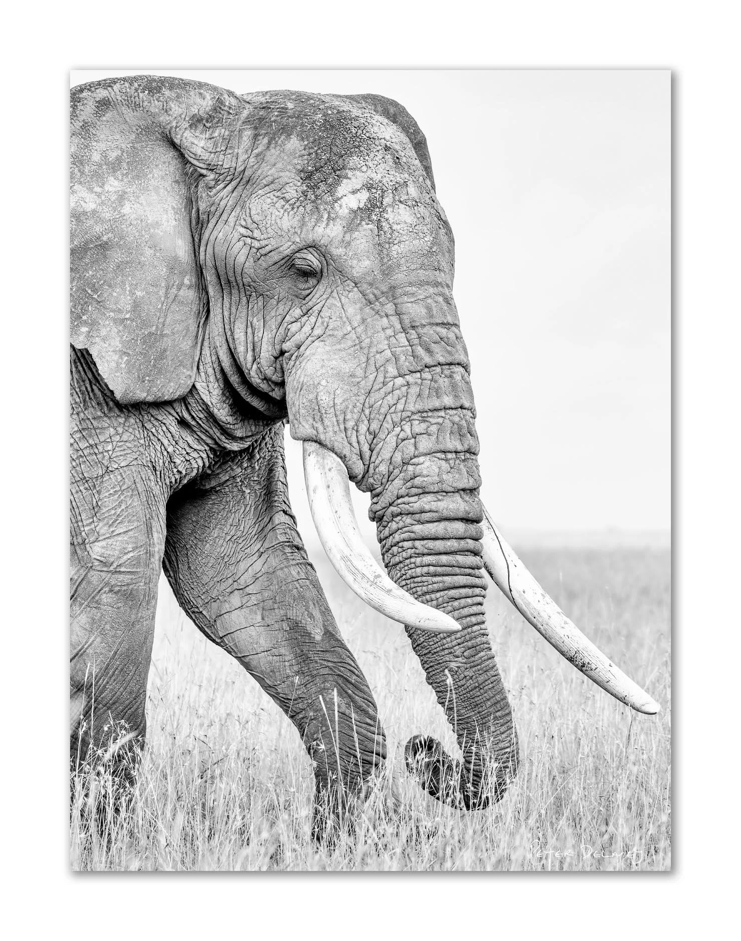Black and white photograph of an elephant walking through tall grass in a savannah.