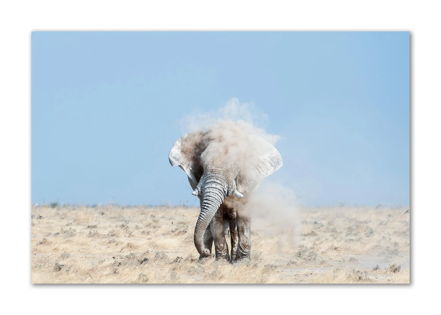 An elephant kicking up dust in a dry, open landscape with a bright blue sky.