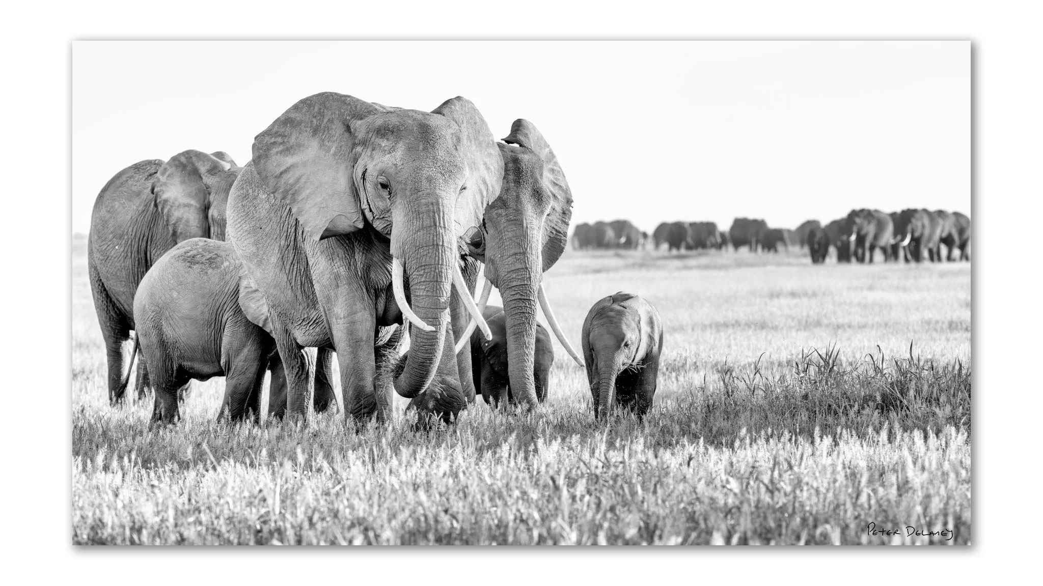 Amboseli elephant family fine art print, black and white African wildlife photography, elephant matriarch family unity print