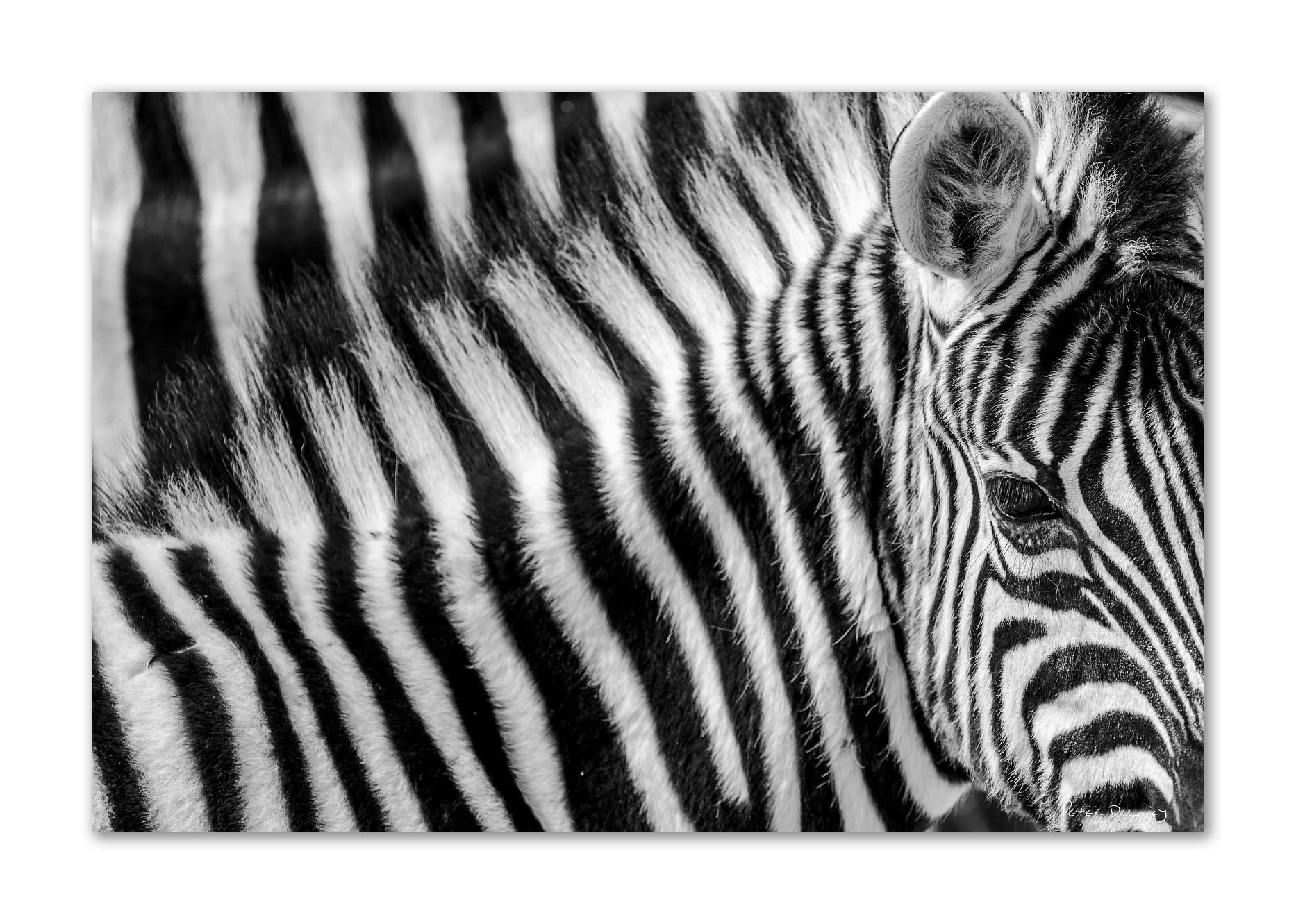 Quiet Gaze | Zebra Canvas Print | Peter Delaney