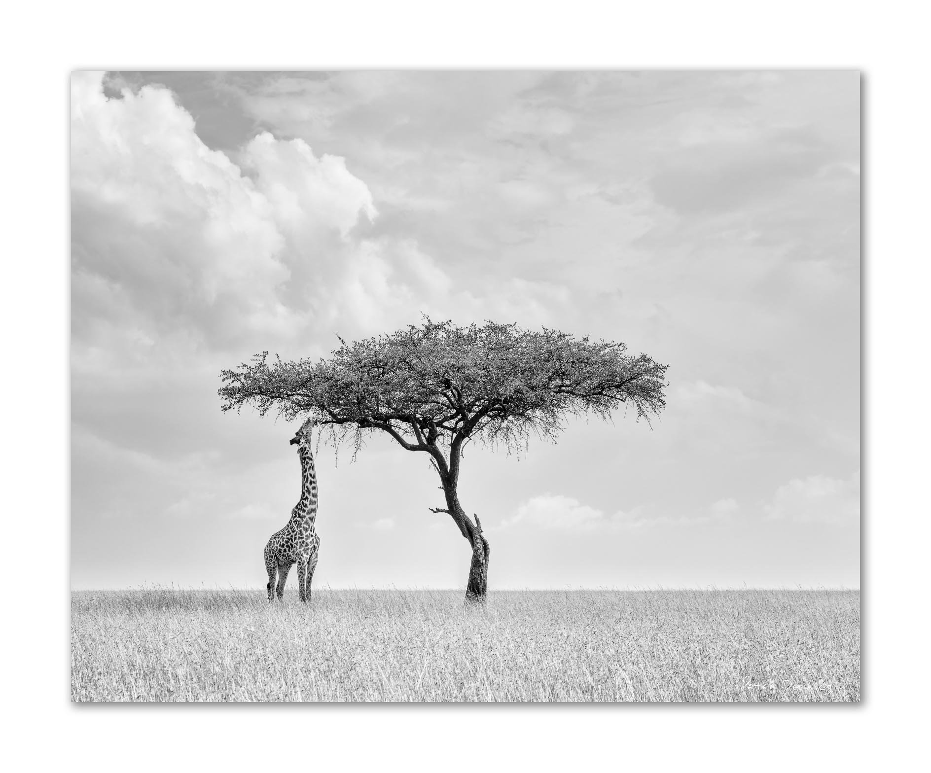 A black and white photo of a giraffe standing next to a sparse, leafless tree in a grassy landscape with cloudy sky.