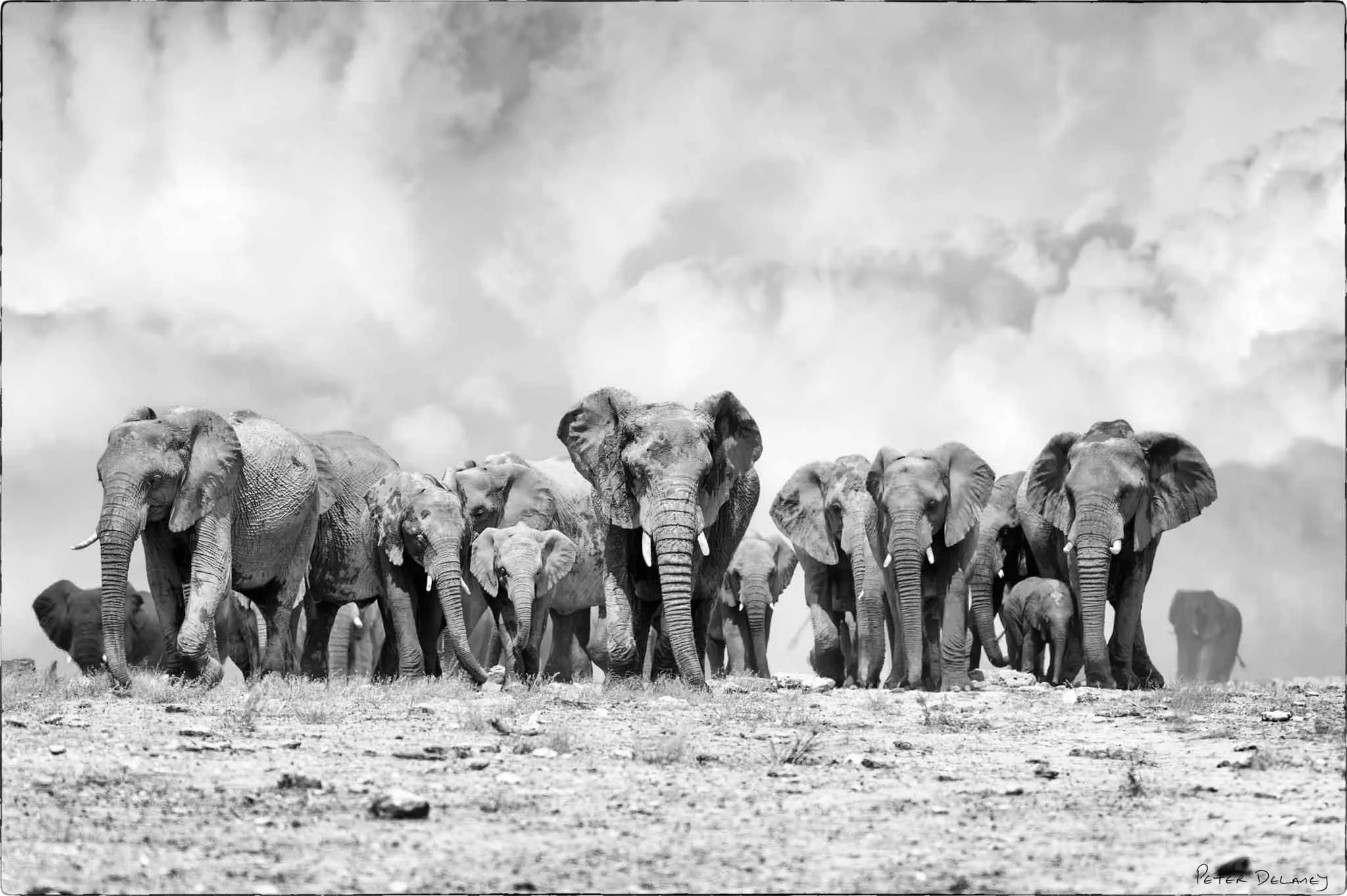 African Wildlife | Black and White Fine Art Prints