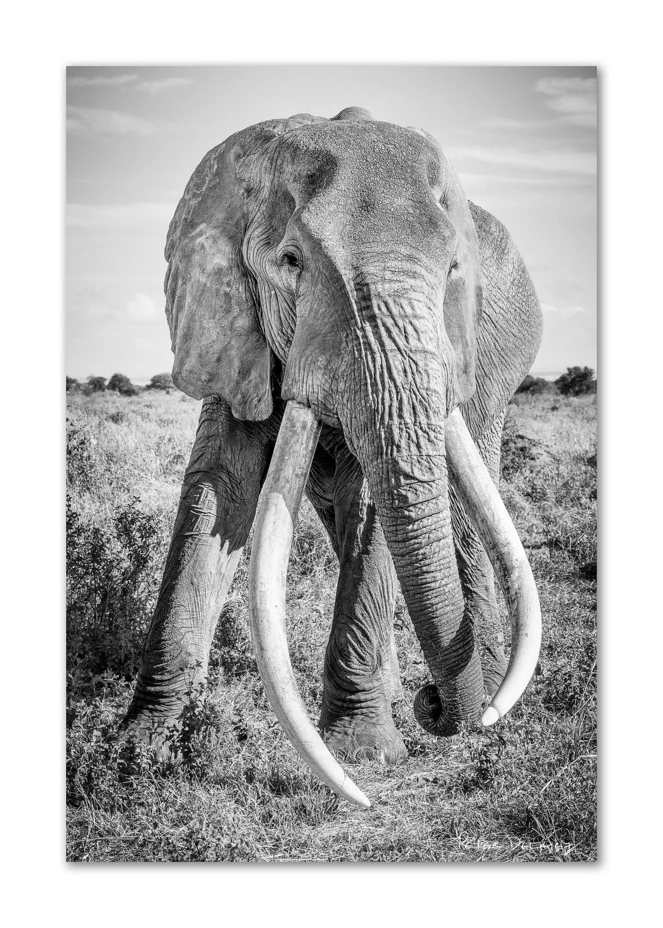 Black and white fine art print of Craig the Super Tusker, iconic Amboseli elephant photographed before his passing in 2026