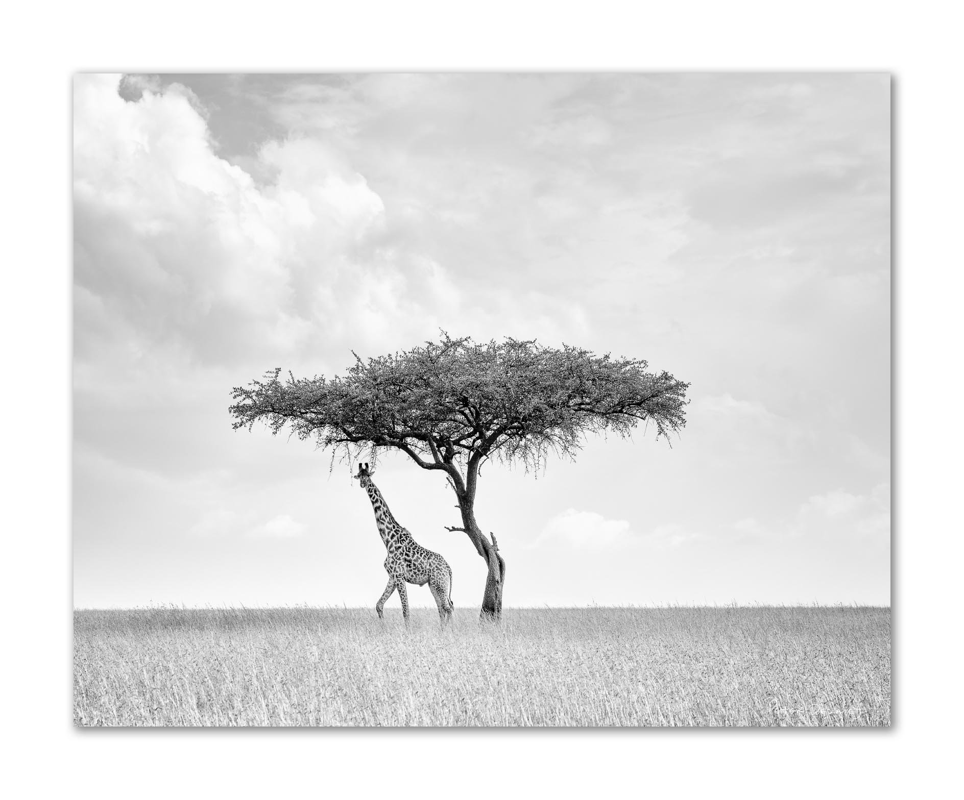 Camelopard Kubali.jpg