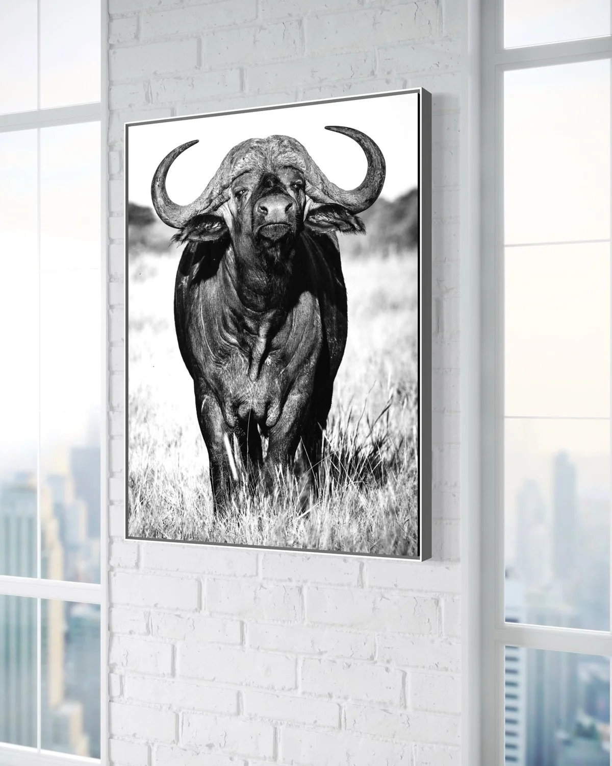 cape-buffalo-mokola-3.jpg
