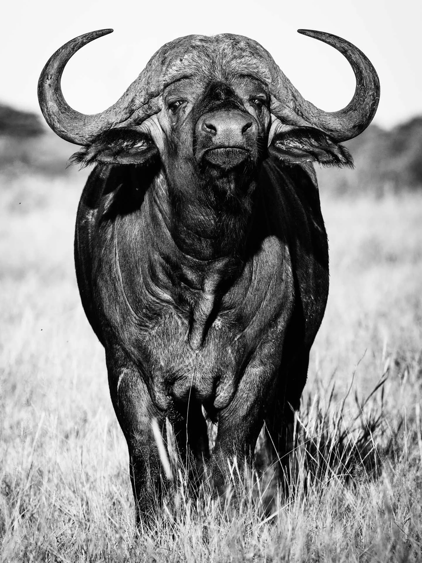 The Judge, black and white portrait of a mature Cape buffalo standing alert in morning light at Mokala Game Reserve, South Africa.