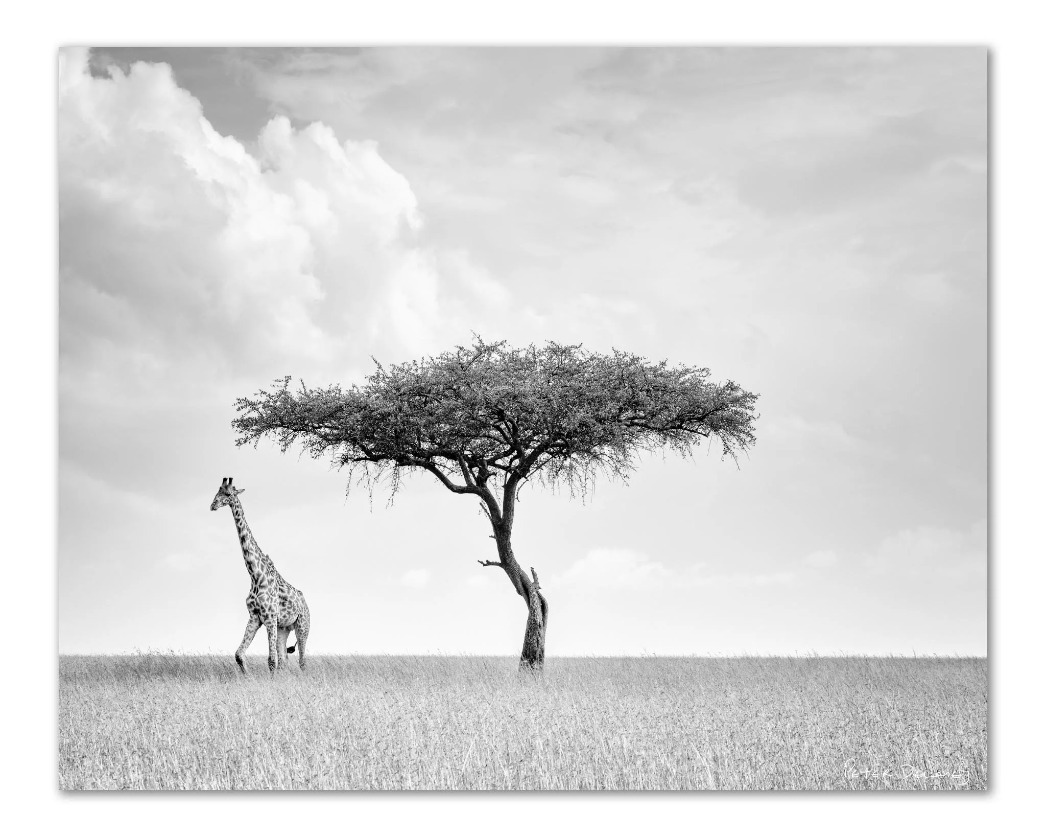 Camelopard Triptych — black and white giraffe acrylic print from the Masai Mara, Kenya, by Peter Delaney