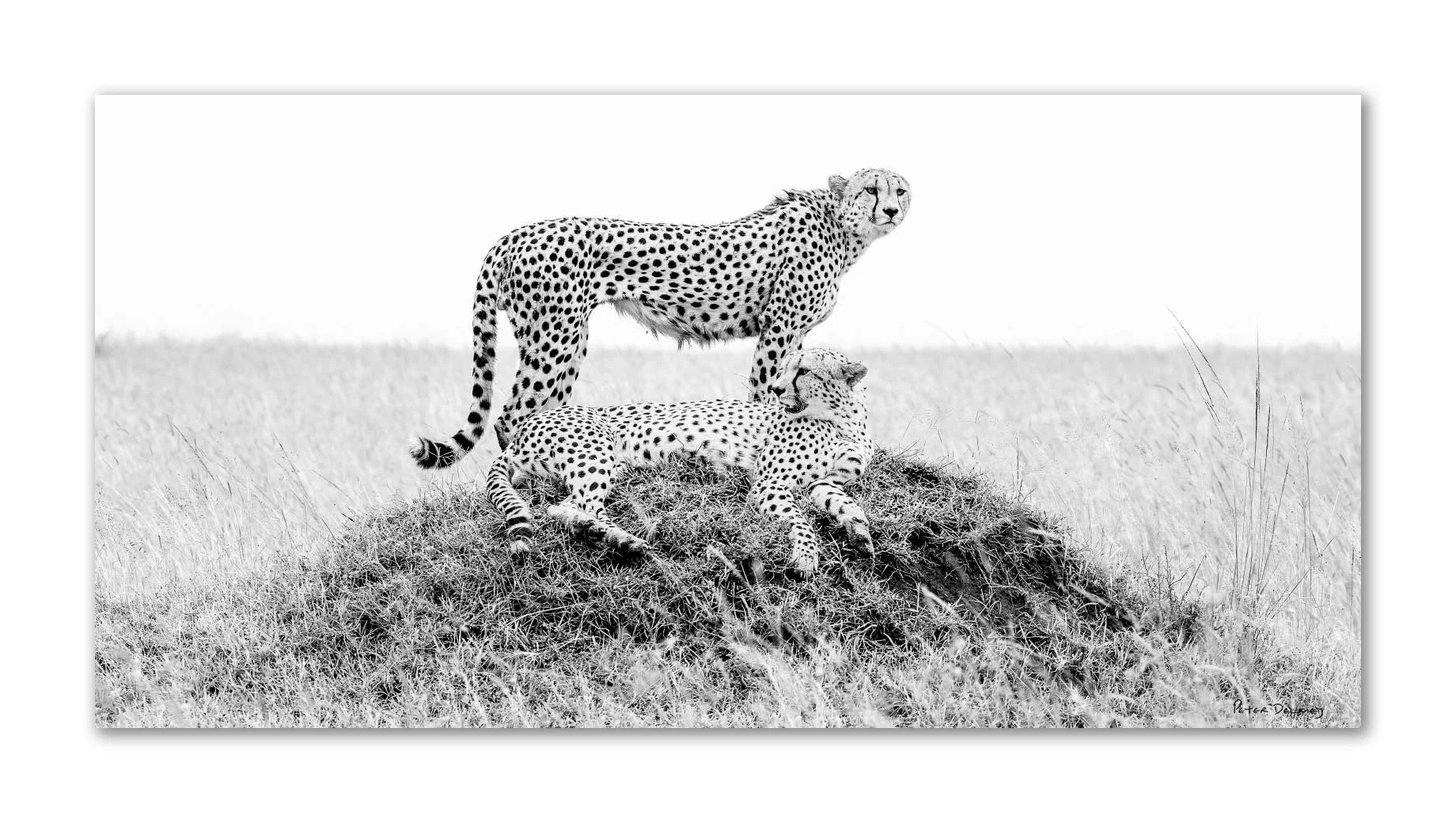 Ruka & Rafiki 2-1 Pano 2026.jpg