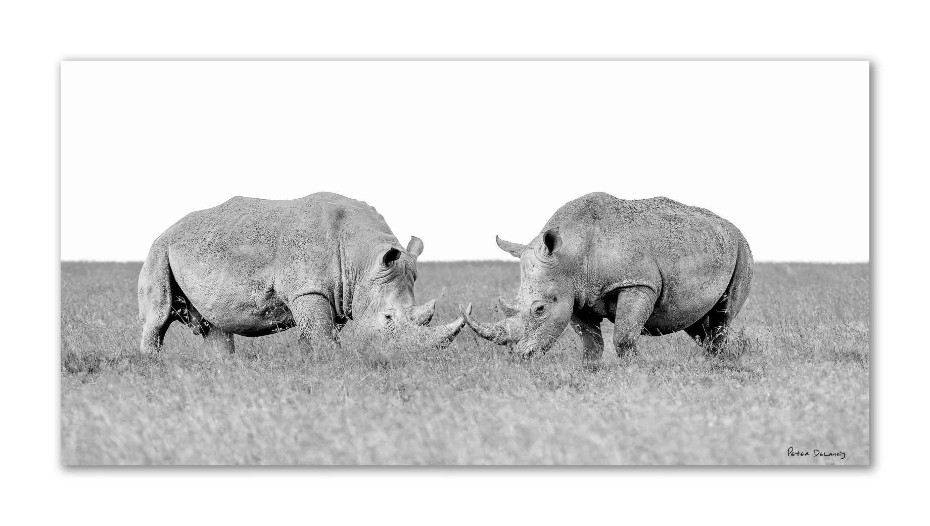 Mirrored Souls | White Rhinos | Unframed Print