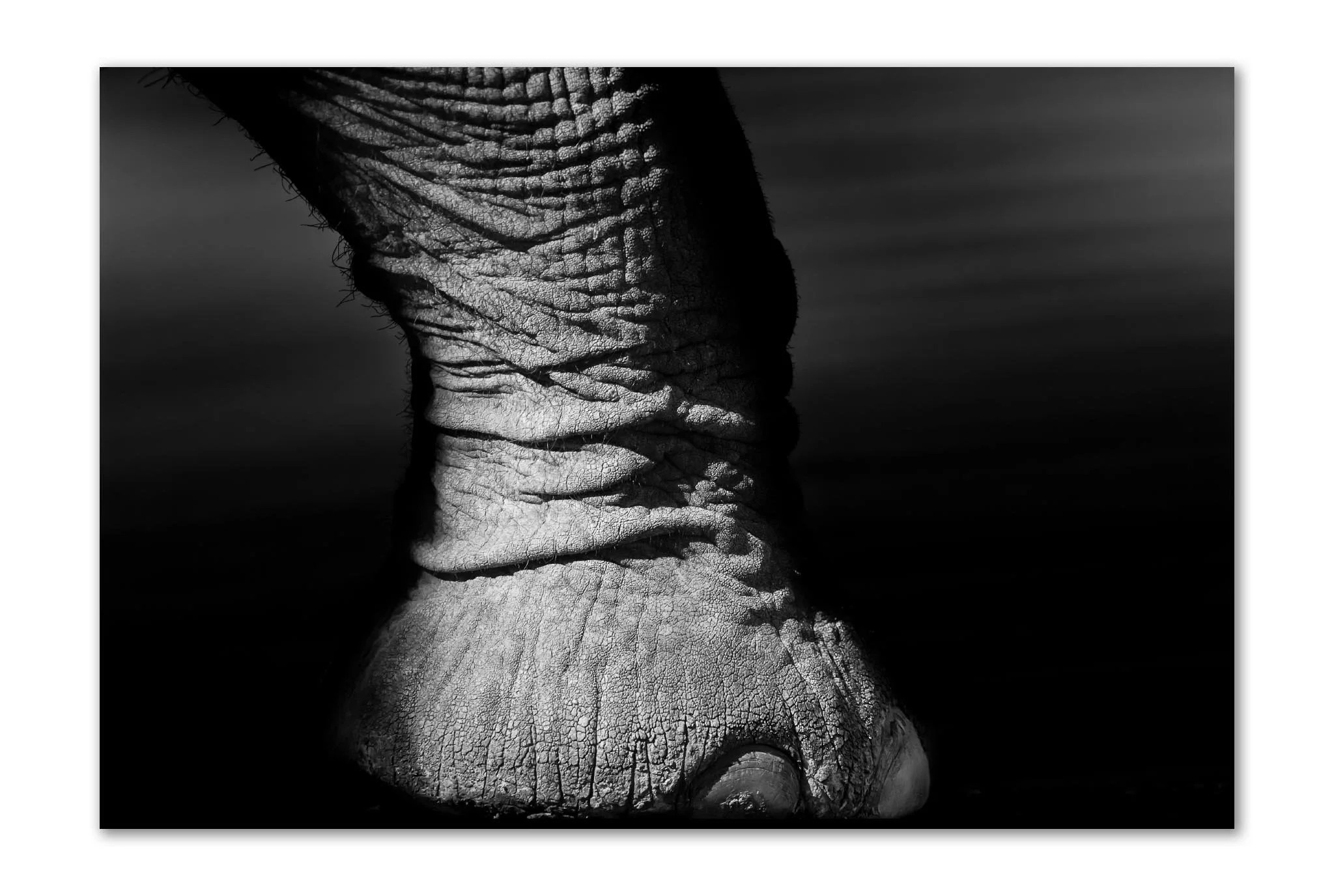 Big Foot | Elephant | Unframed Print