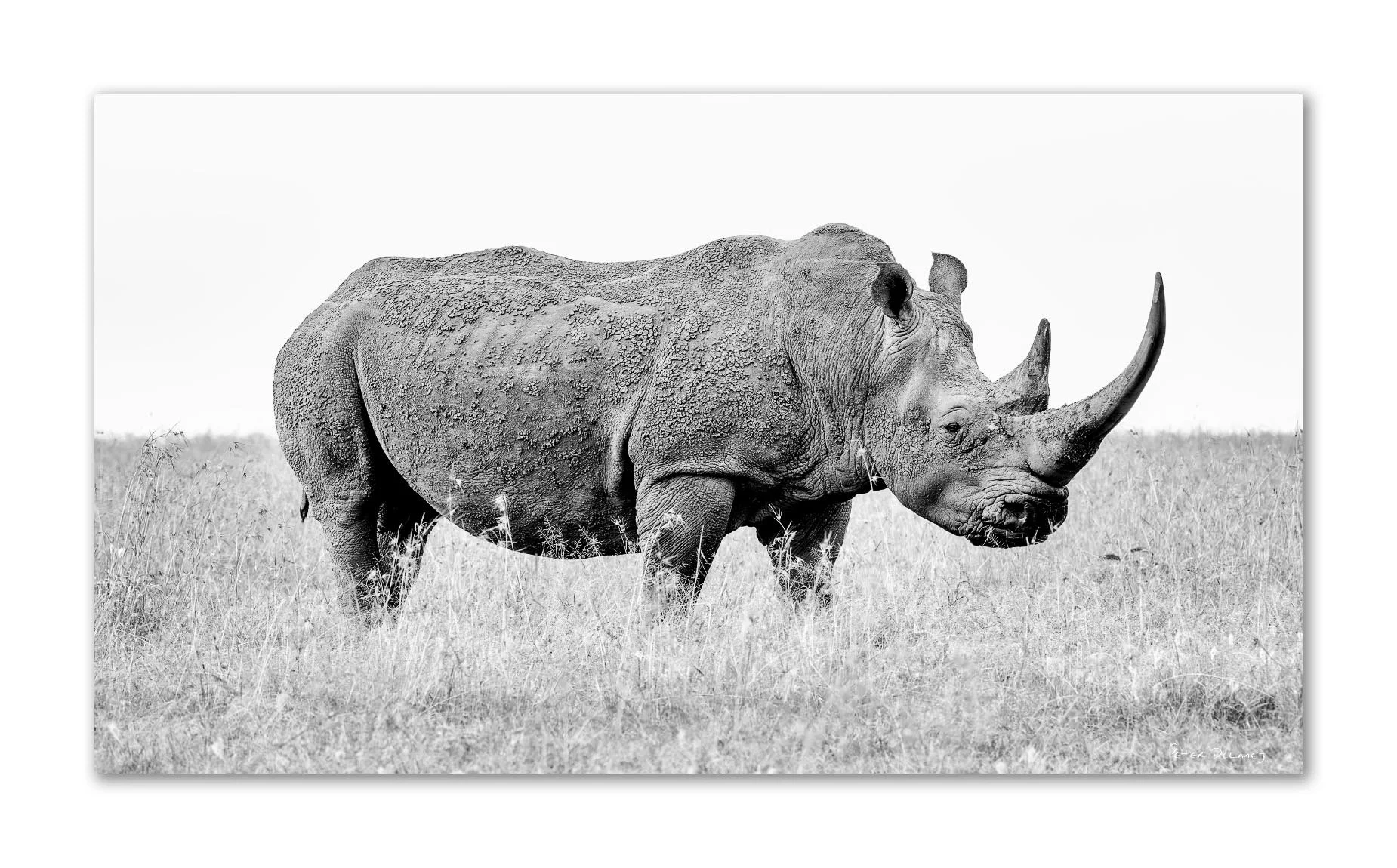 Black and white photograph of a rhinoceros standing in a grassy plain, signature in bottom right corner.