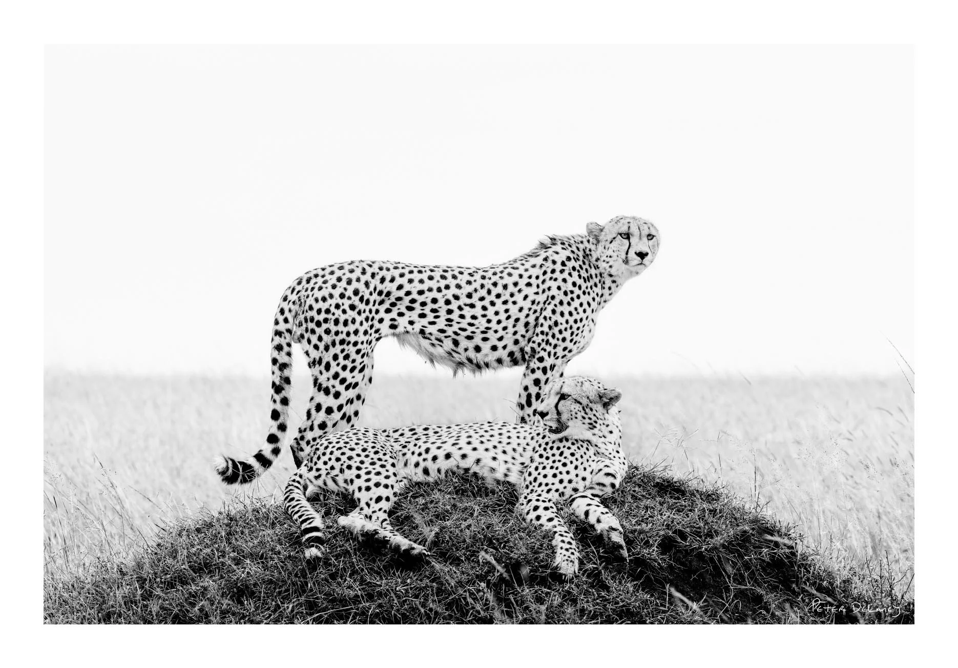 Cheetah brothers no-border Aug 2025.jpg