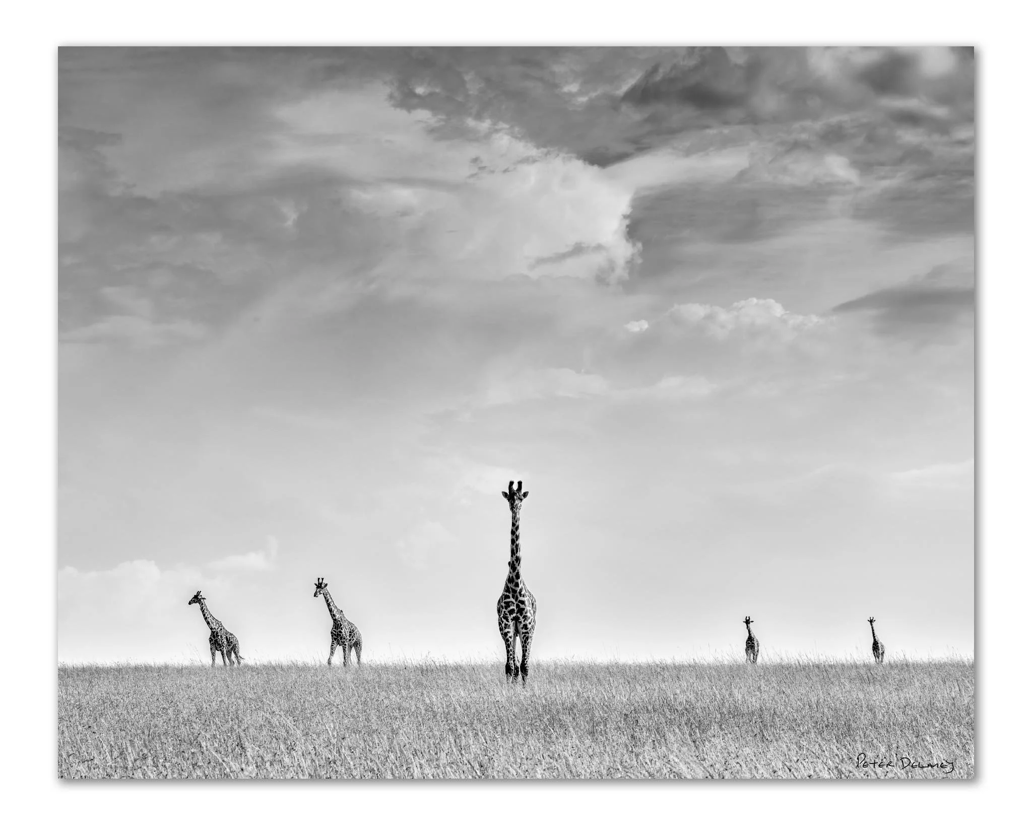 Black and white fine art giraffe photograph Serendipity, tower of Masai giraffes on the Mara plain, Mara North Conservancy Kenya — Peter Delaney fine art wildlife prints