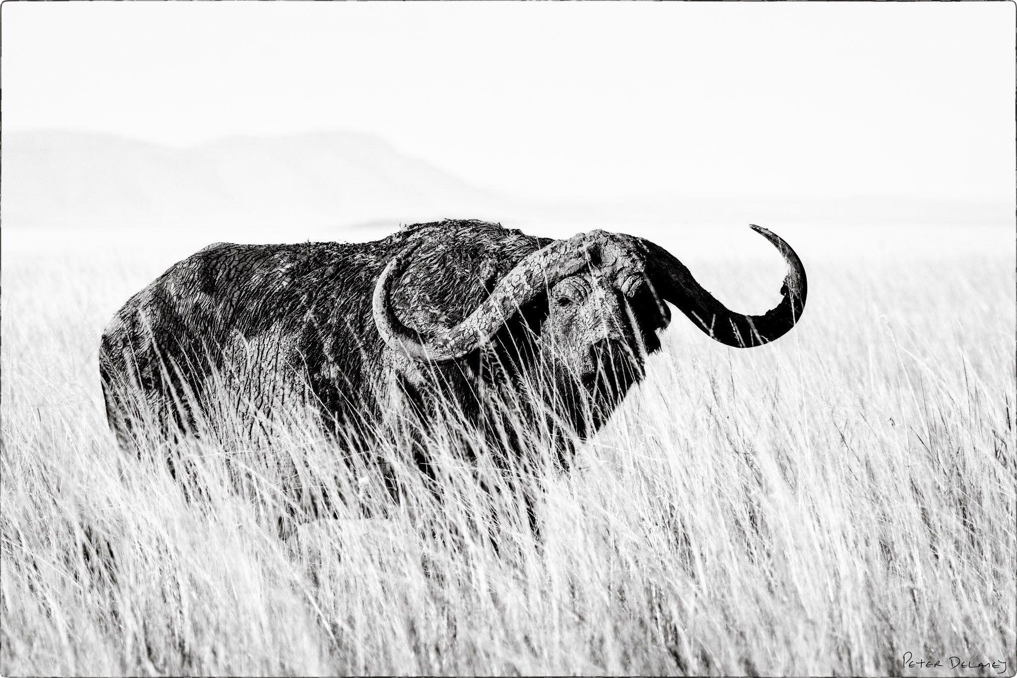 African Buffalo Widowmaker 2024.jpg
