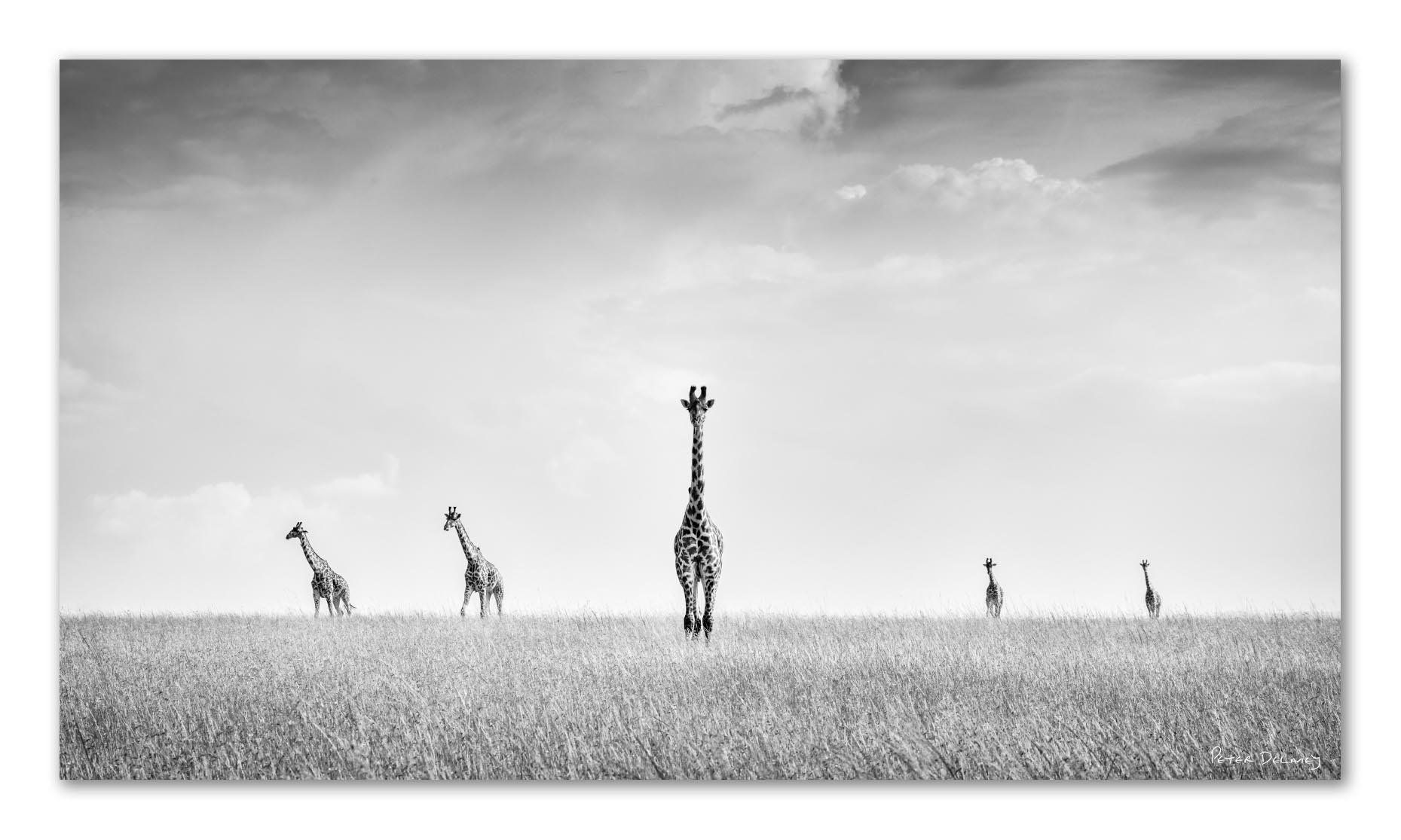Giraffes Serendipity July 2025.jpg