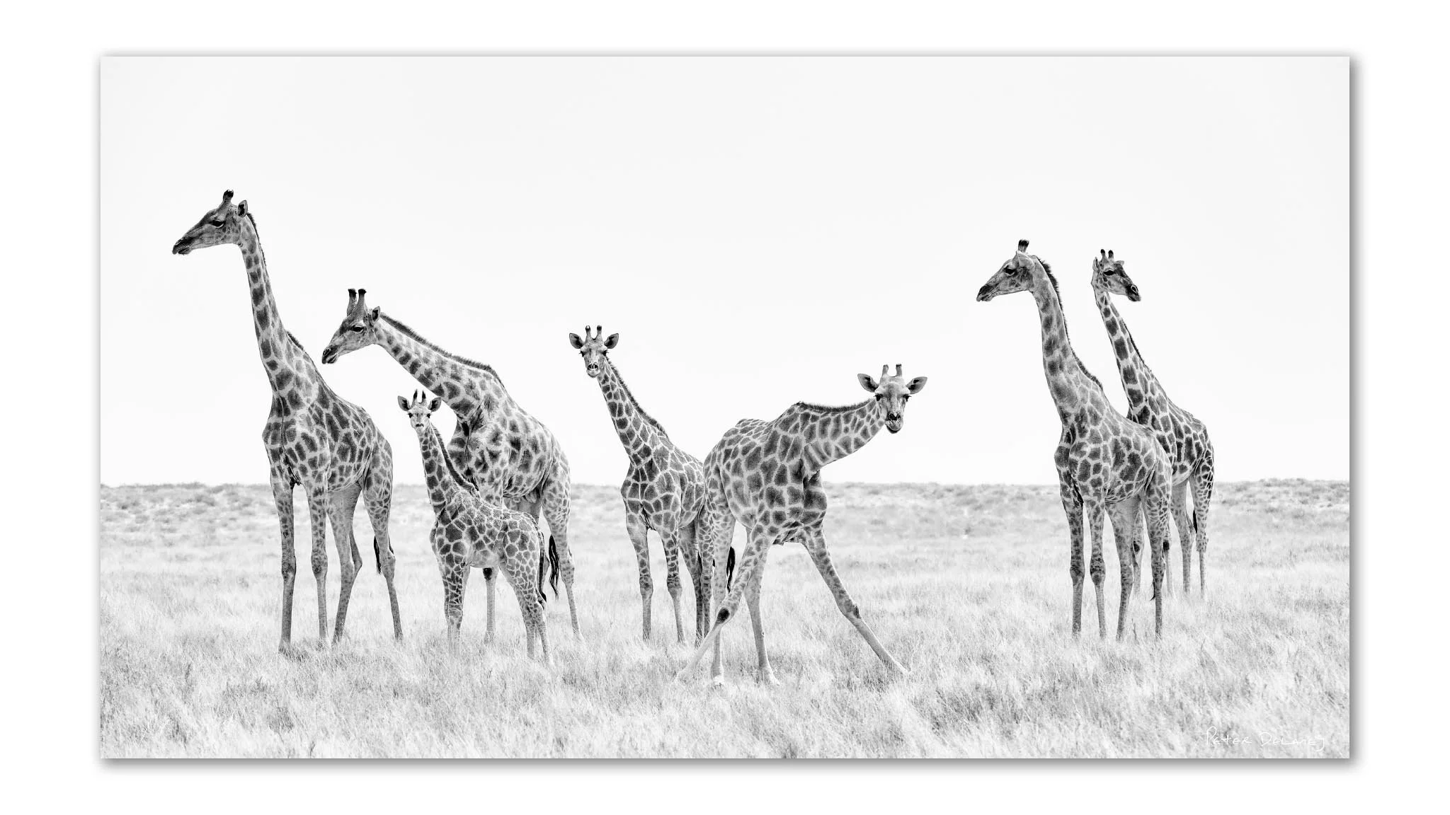 The Celestial Giraffe | Etosha | Acrylic Print