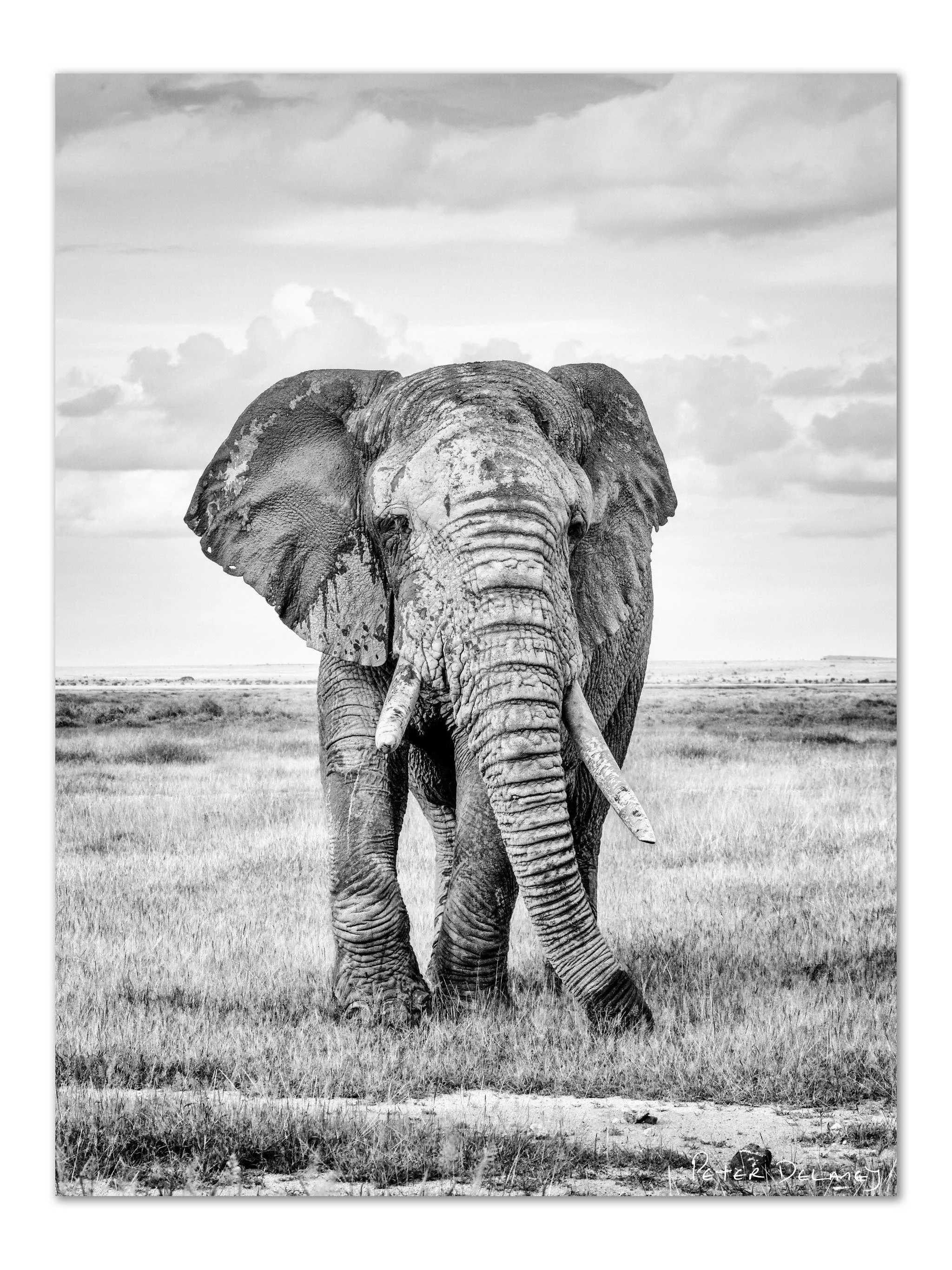 Black and white photo of an elephant walking in an open grassland with clouds in the sky.