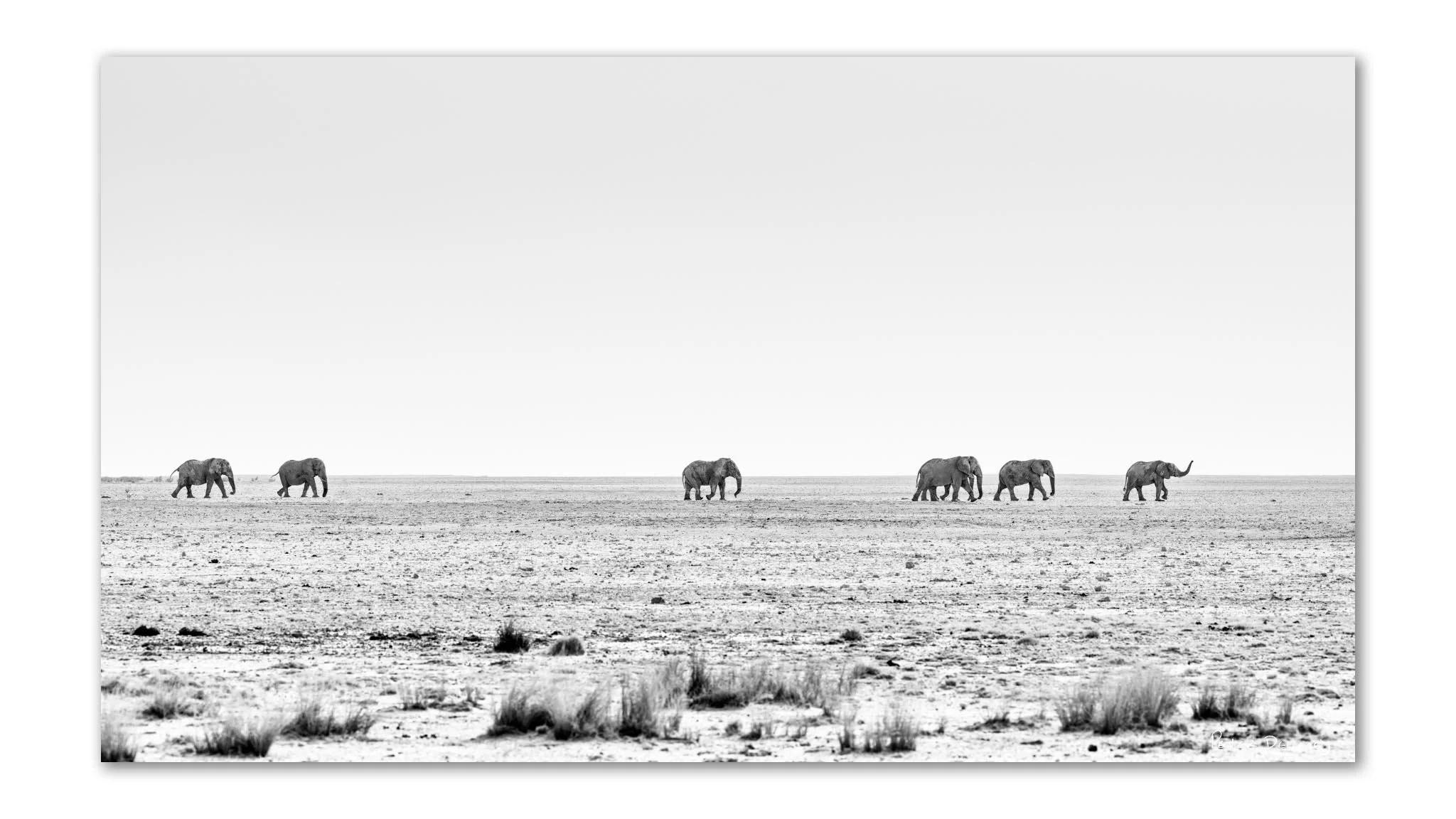 Seven bull elephants marching in single file across the white Etosha Pan, coated in dust — black and white wildlife art print by Peter Delaney.
