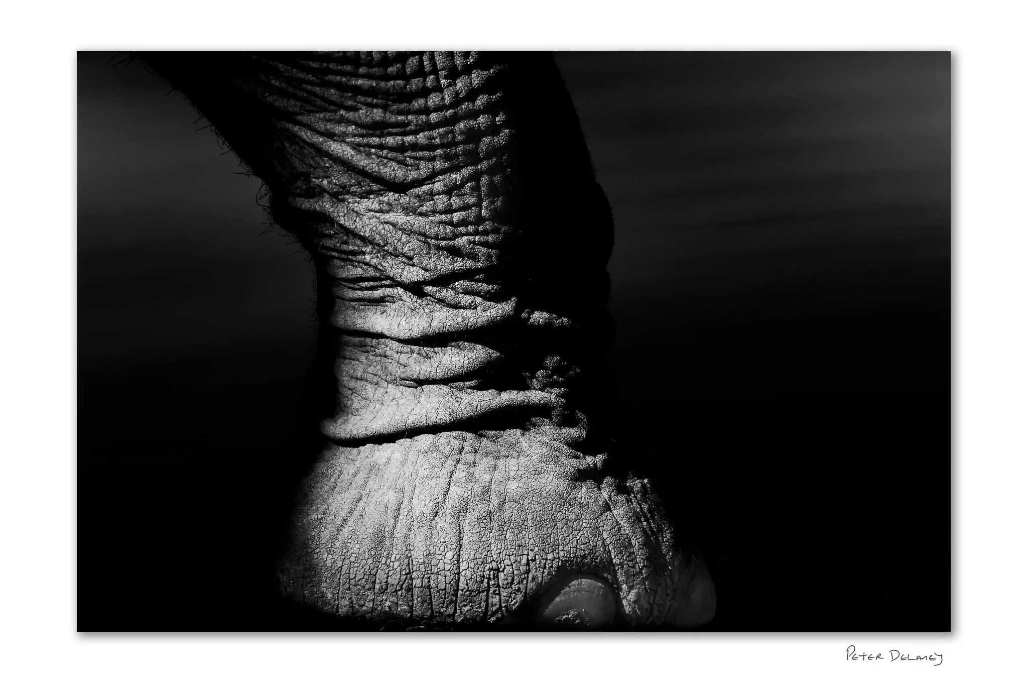 Big Foot | Elephant Close-Up | Collector's Edition
