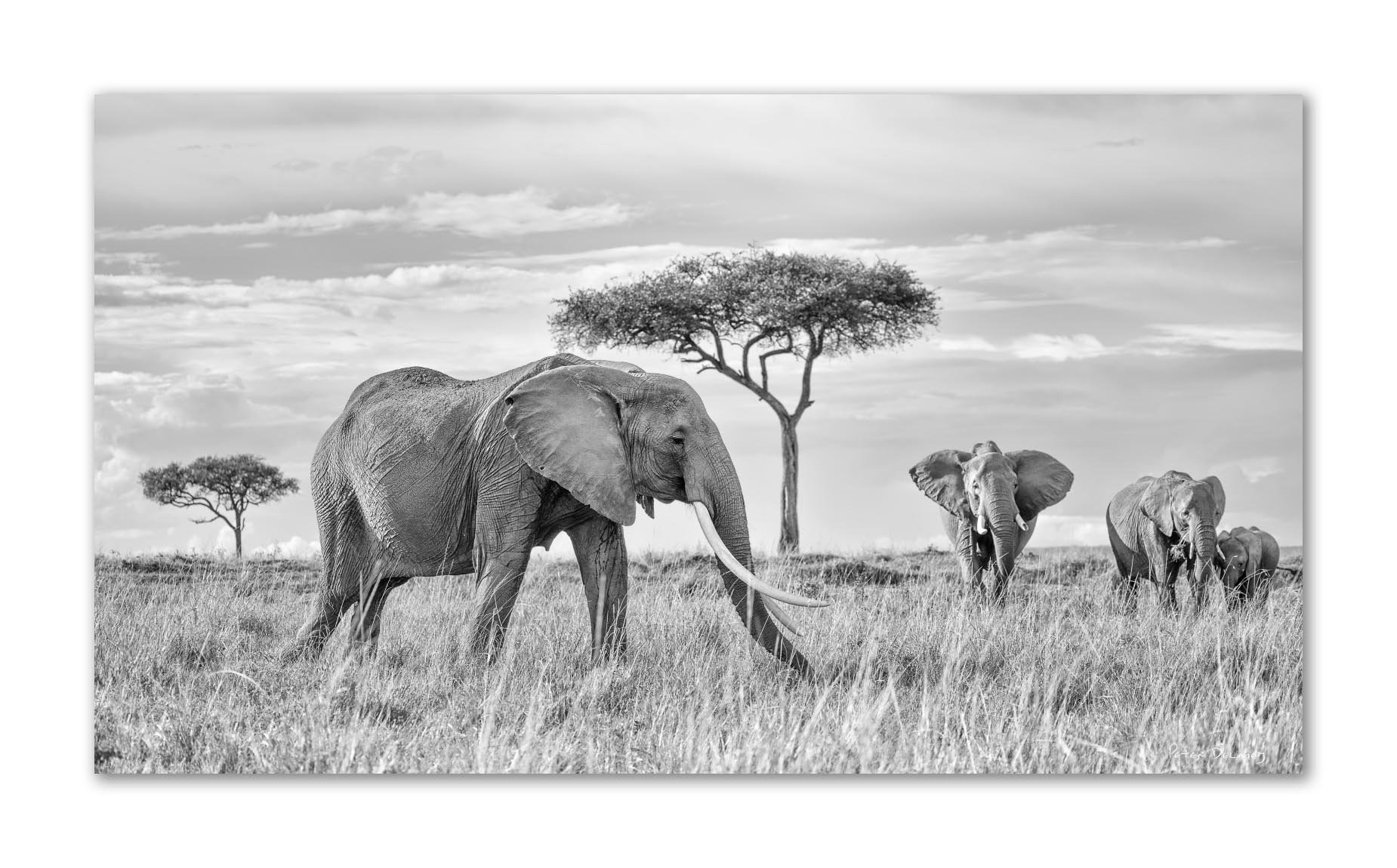 Black and white photograph of elephants walking through tall grass in an African savannah with a few scattered acacia trees.