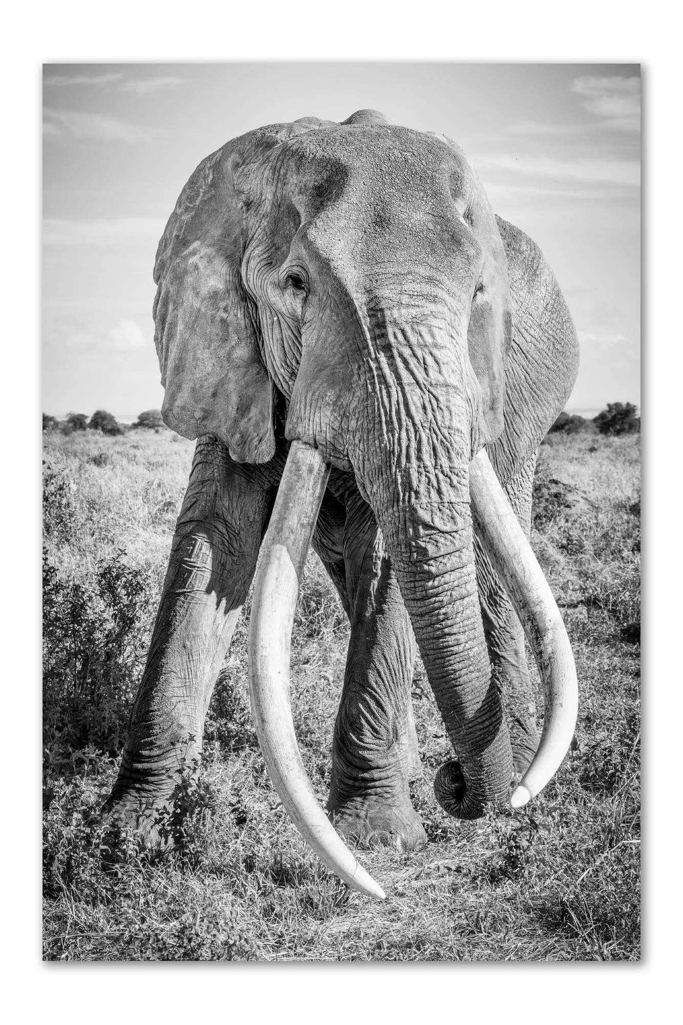 Craig the Super Tusker elephant black and white fine art print by Peter Delaney