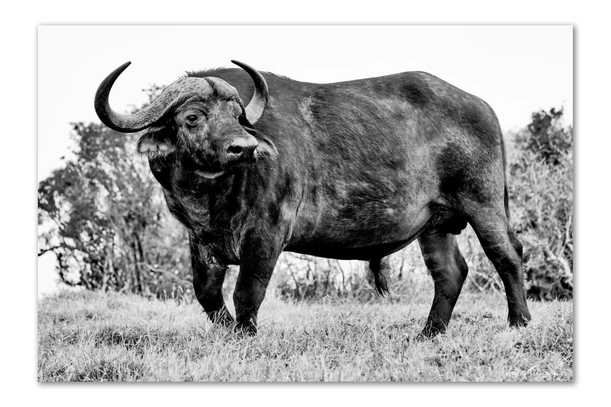 Inyati | African Buffalo Unframed Print | Peter Delaney