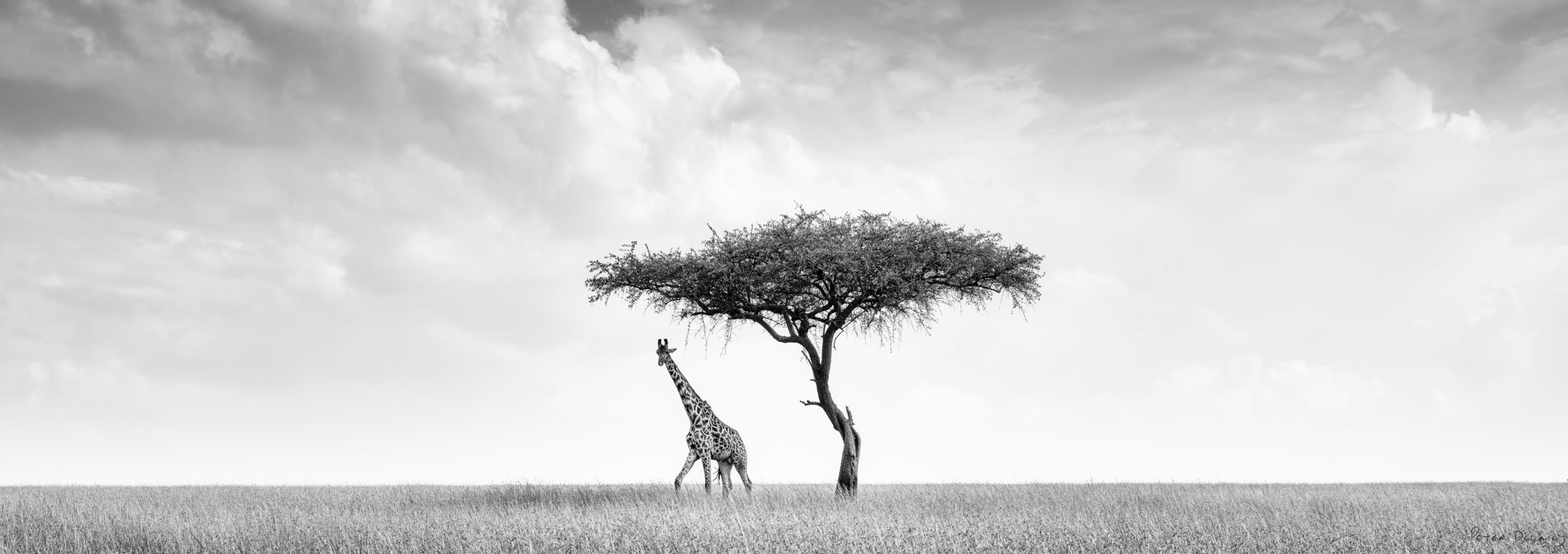 Camelopard Pano_.jpg