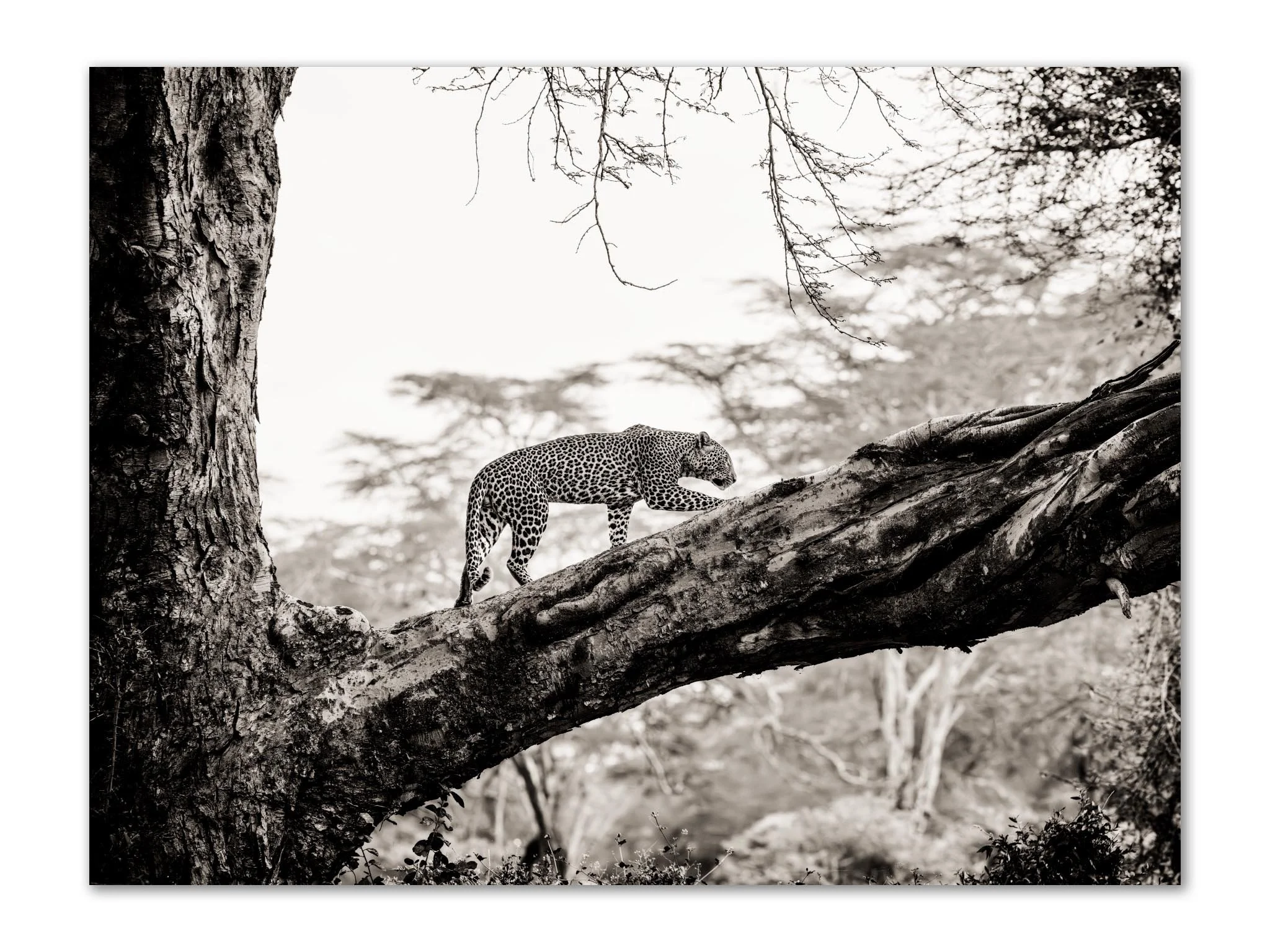 A black and white photo of a leopard walking along a large tree branch in a forest.