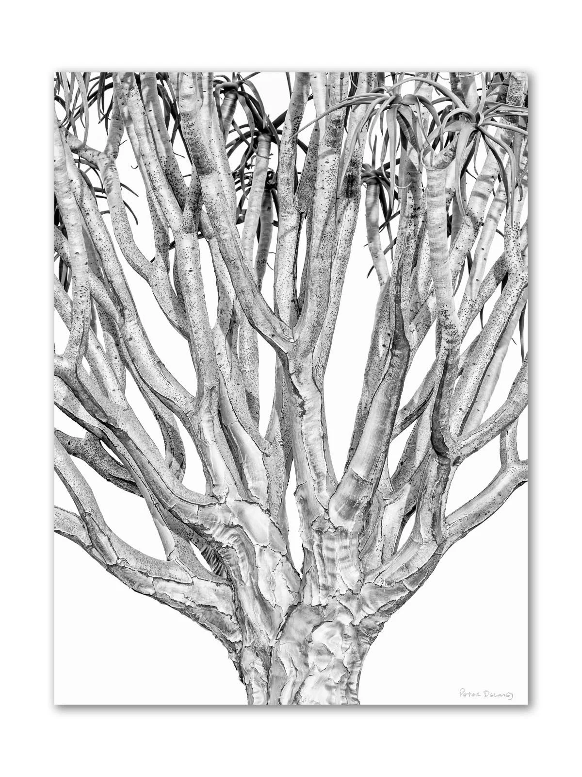 A black and white drawing of a tree with multiple branches and detailed bark.