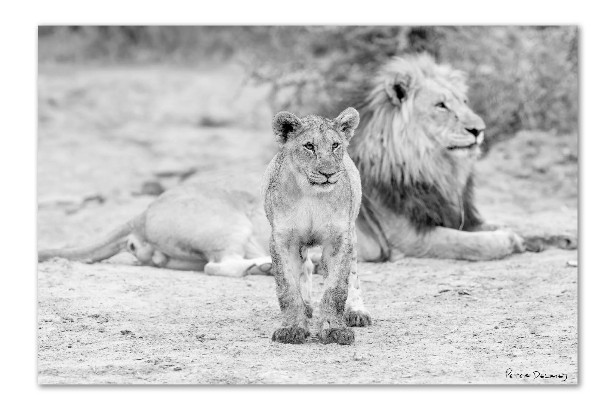 Black and white wildlife photograph of a lion cub standing before Caesar, a Kalahari black-maned lion at Marataba, South Africa — fine art print by Peter Delaney