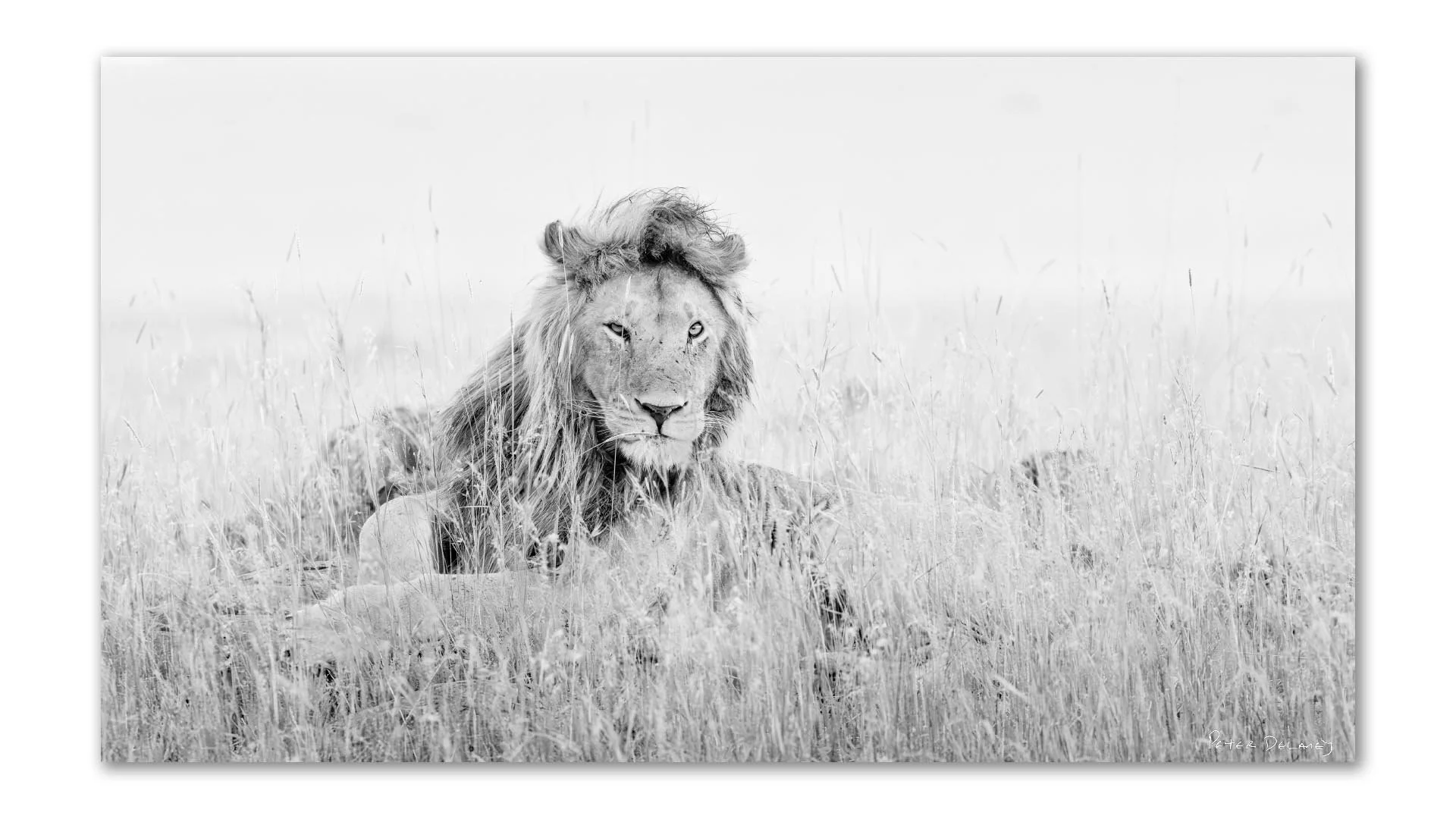Black and white fine art wildlife photograph of a male lion in the Masai Mara, Kenya, standing in rain-soaked grass with an intense direct gaze.