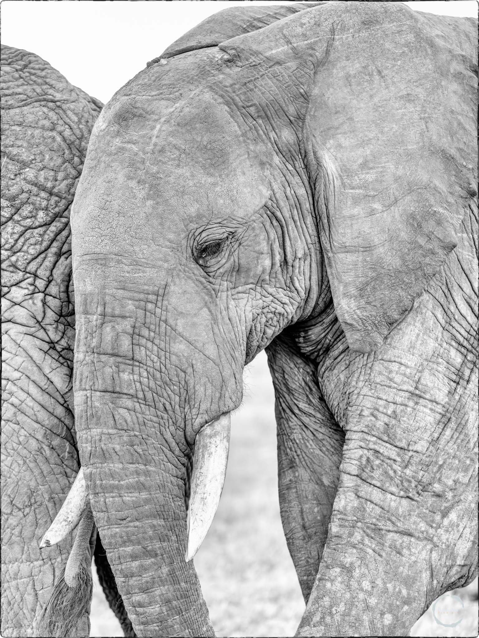 Elephant Mum Master Print Edit.jpg