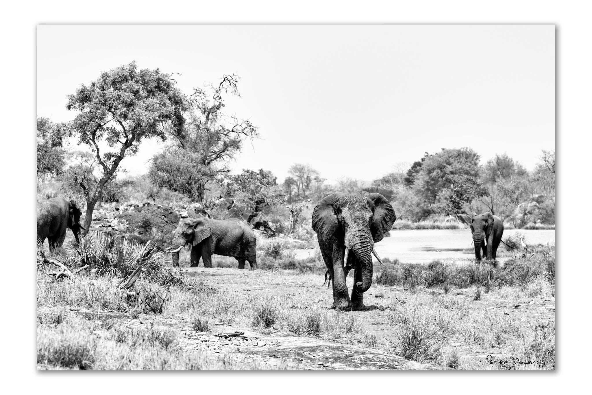 small bachelor herd of bull elephants gathered at a hidden oasis in Northern Kruger, emerging through the heat haze in near silence — black and white wildlife art print by Peter Delaney.