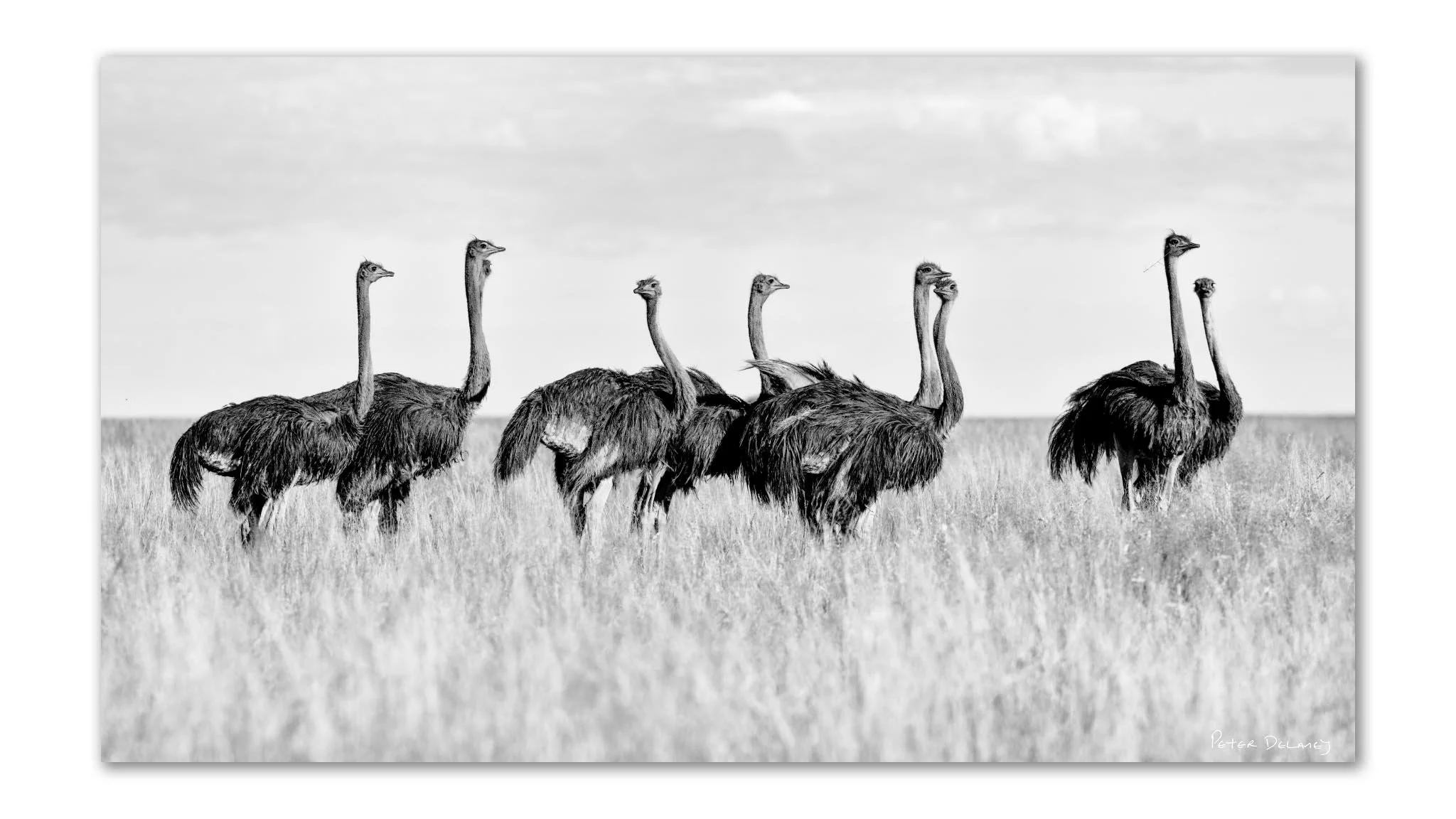 Nine ostriches standing tall in waist-high grass black and white fine art print by Peter Delaney Mokala Game Reserve