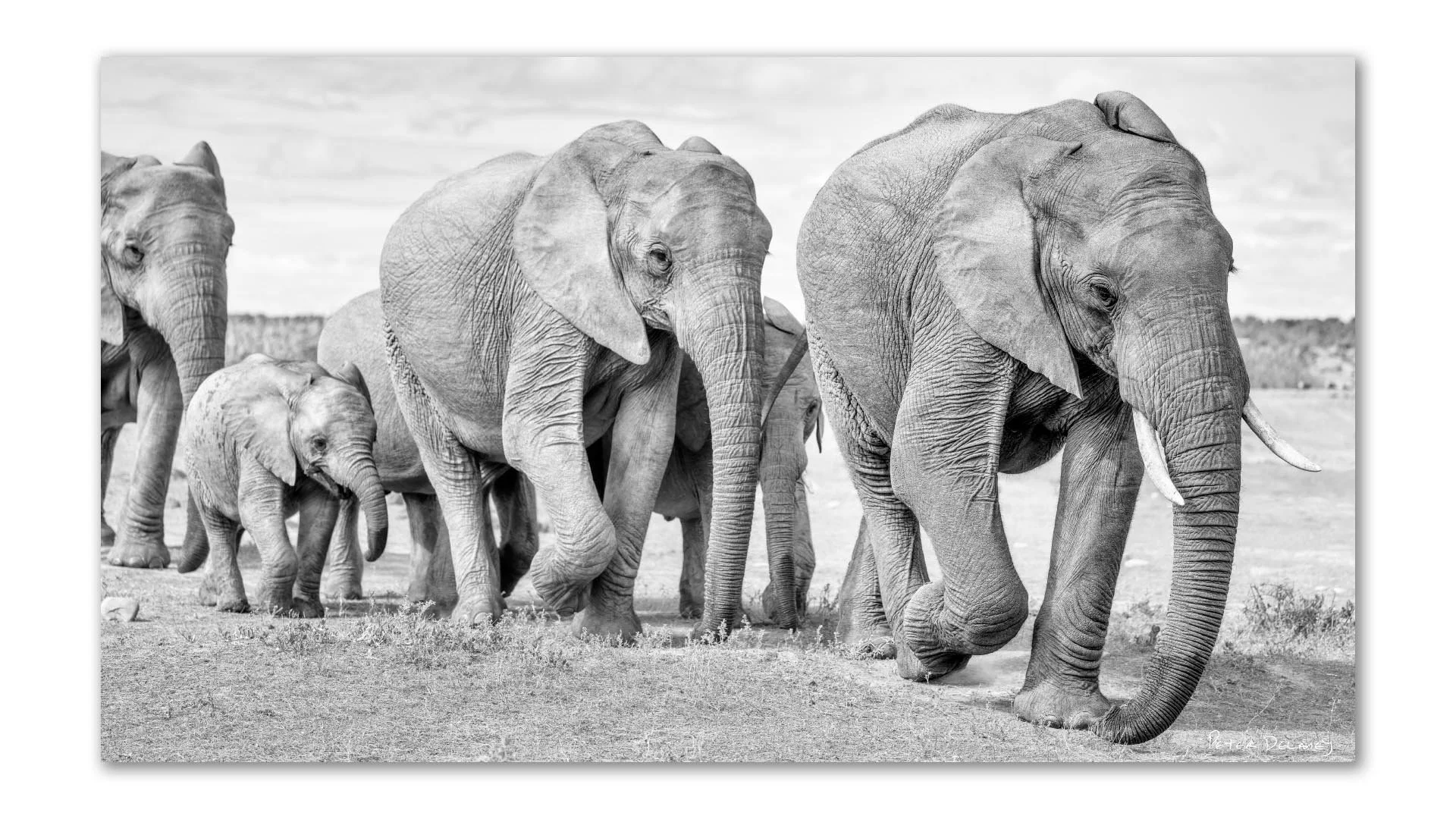 Last Days lone elephant black and white fine art photography Peter Delaney