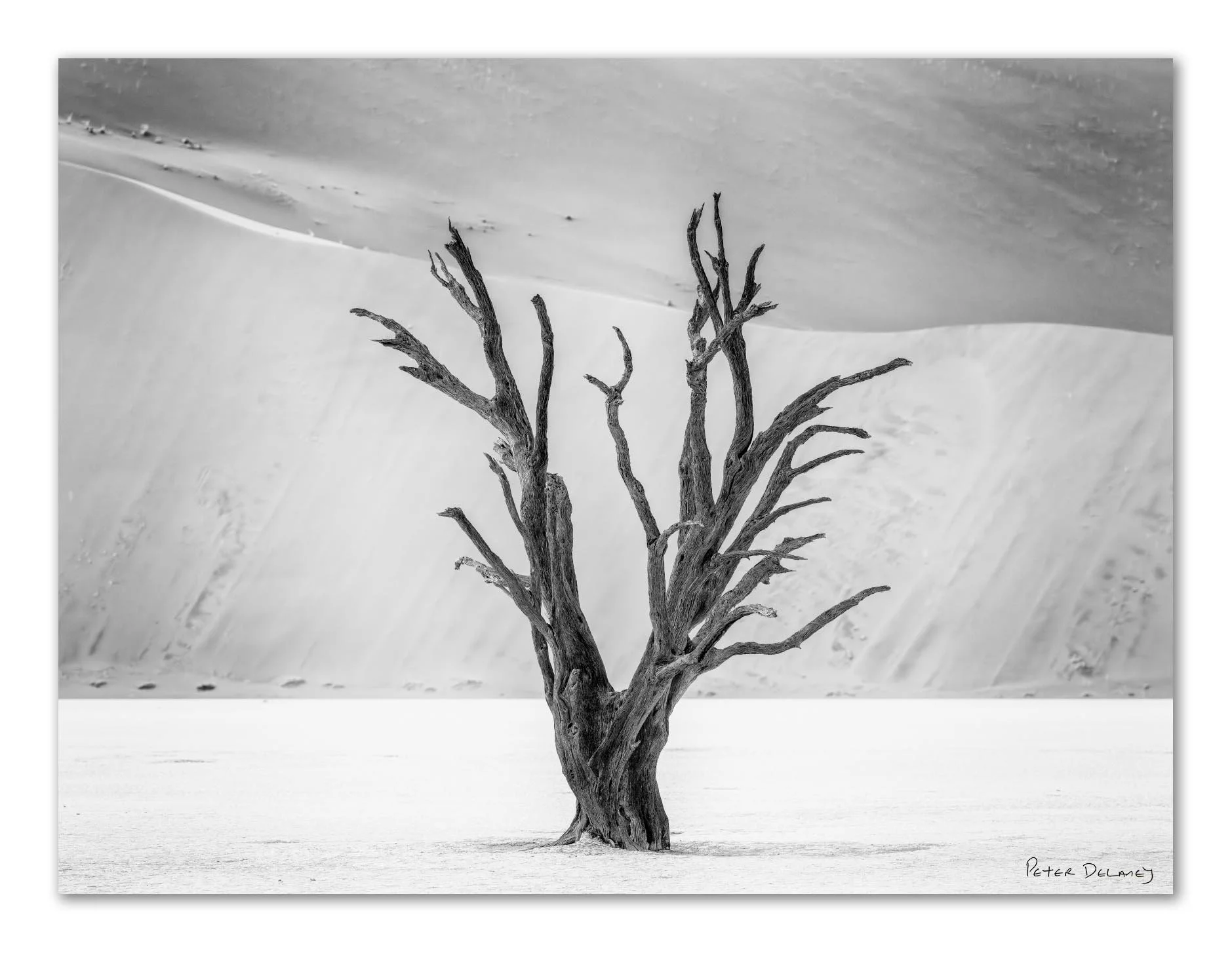 A leafless, twisted tree stands alone in a snow-covered landscape with large sand dunes in the background, black and white photograph by Peter Delaney.