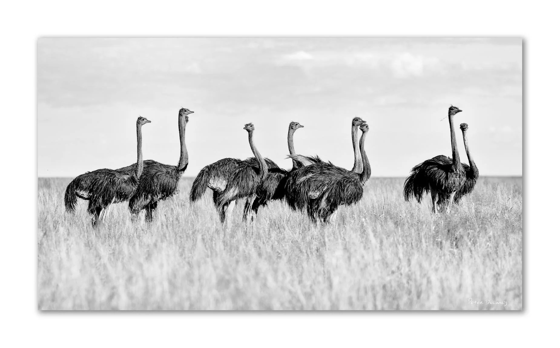 Nine ostriches standing in waist-high grass under faint storm clouds, black and white fine art print by Peter Delaney
