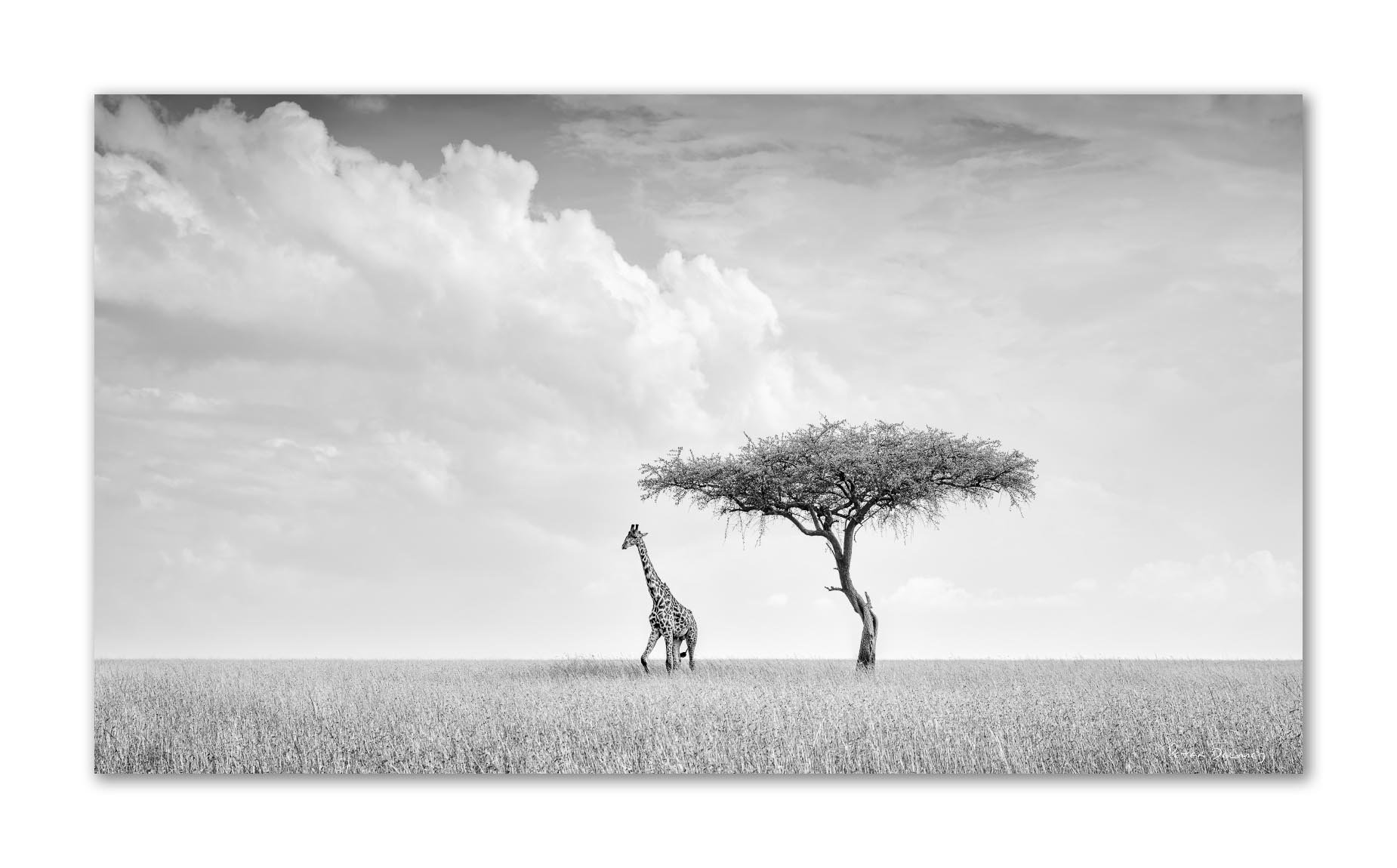 Journey of Camelopard | Giraffe | Canvas Prints