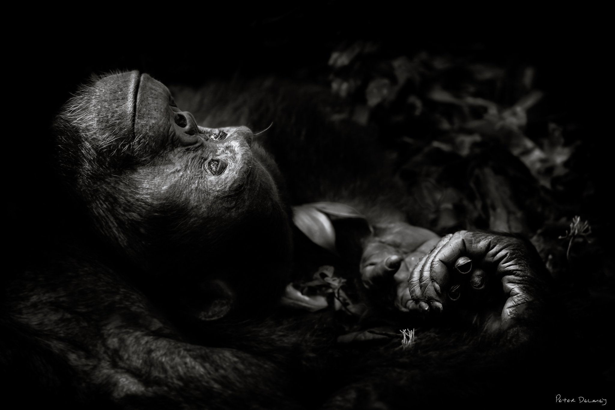 Chimpanzee Dreaming_.jpg