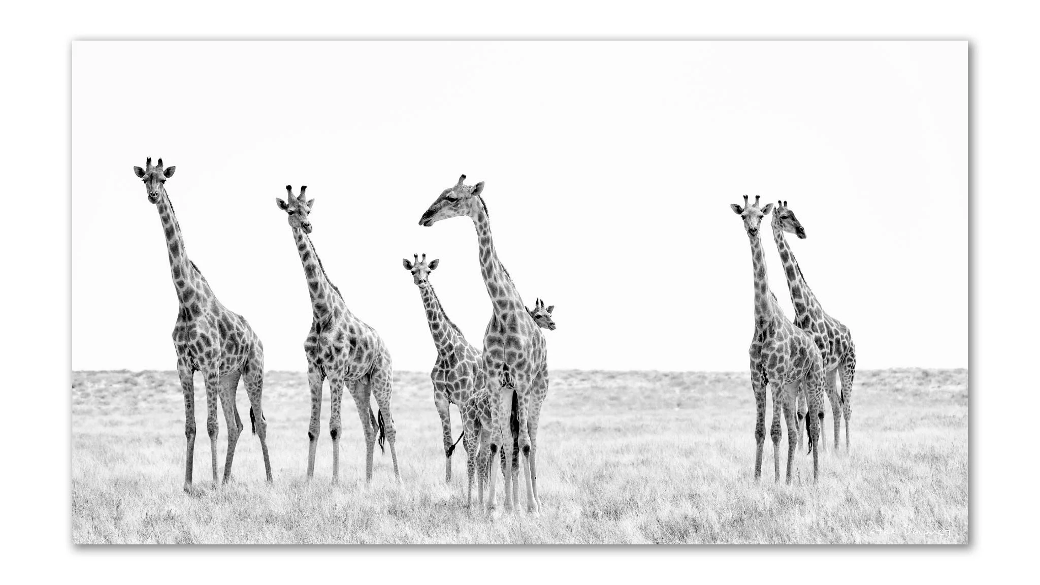 Between Giants | Etosha Giraffes | Acrylic Print
