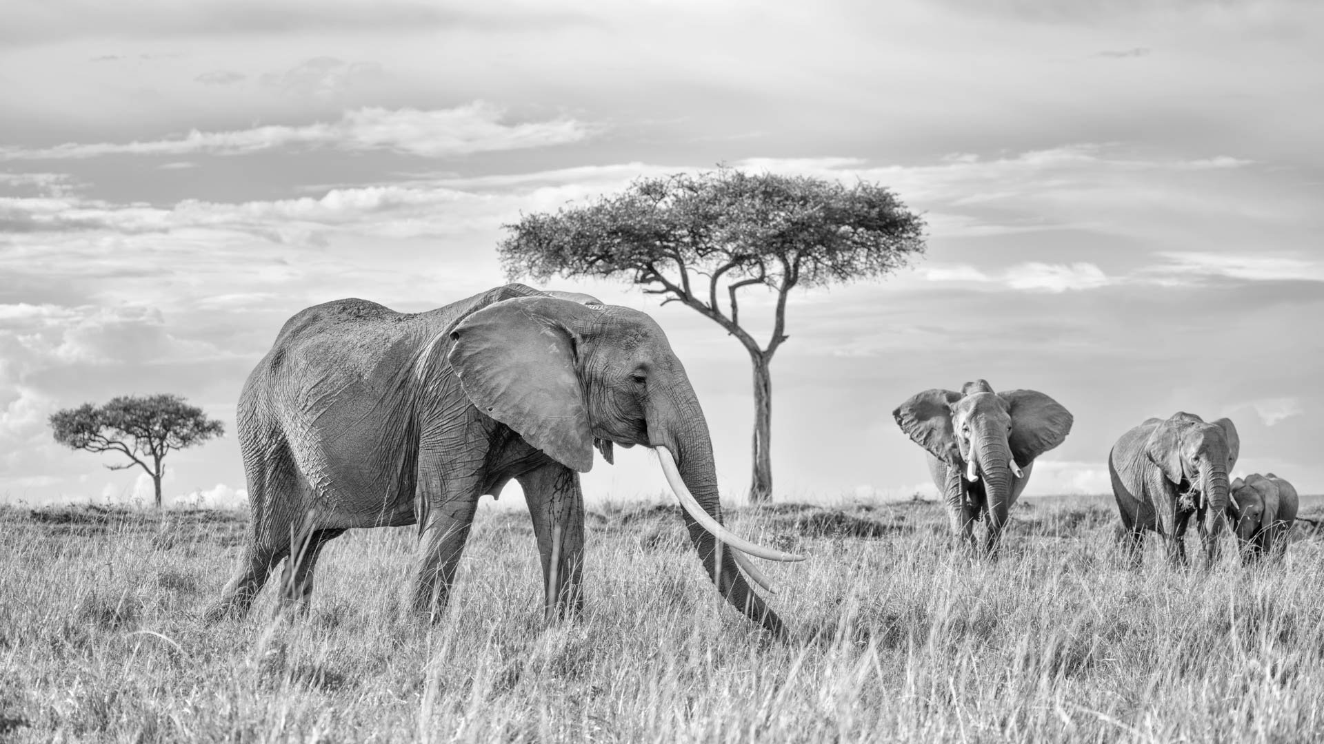 Queen of the Mara | Grand Panoramic Acrylic Print