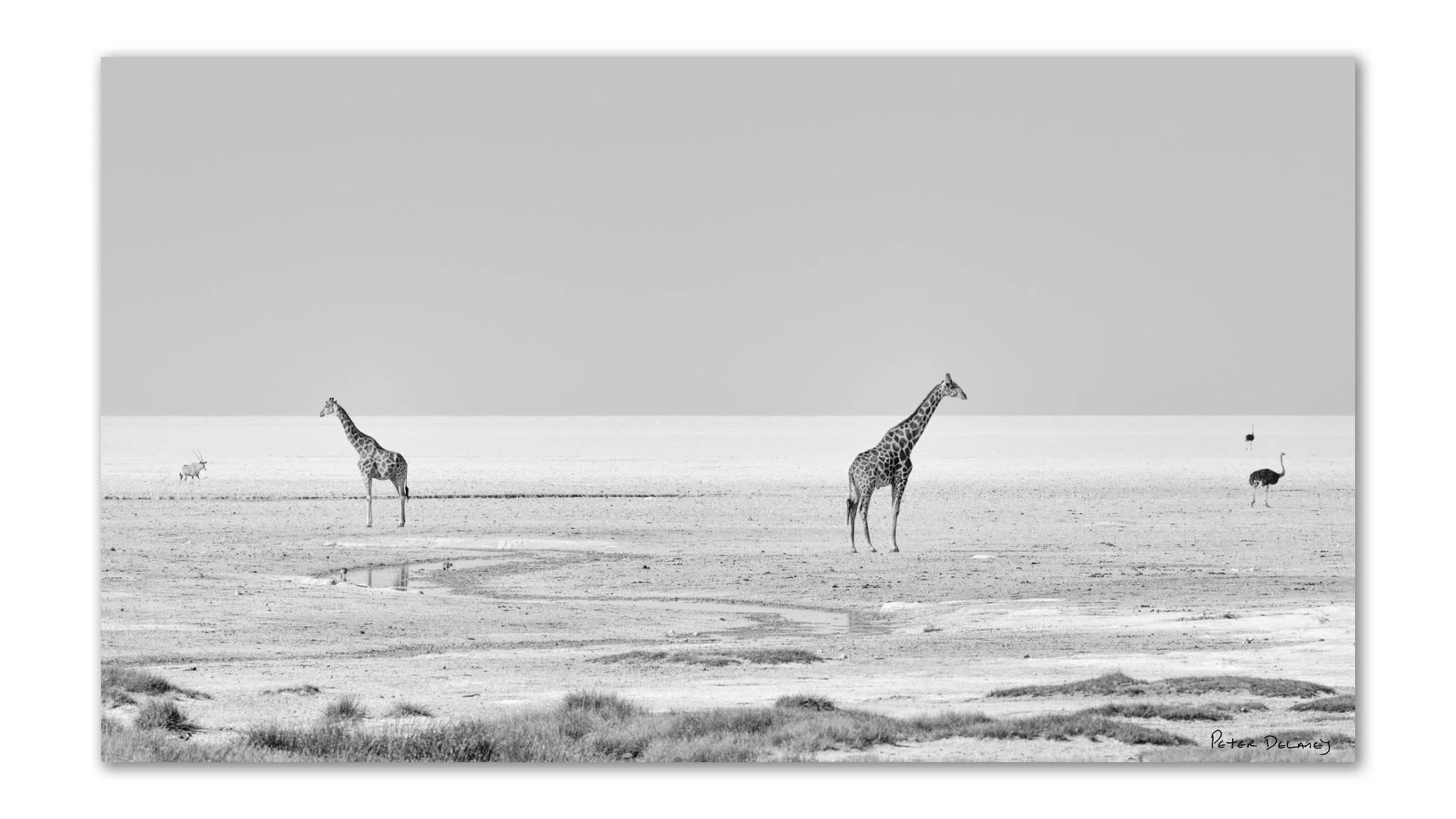 Giraffes | Life On The Edge | Acrylic Print