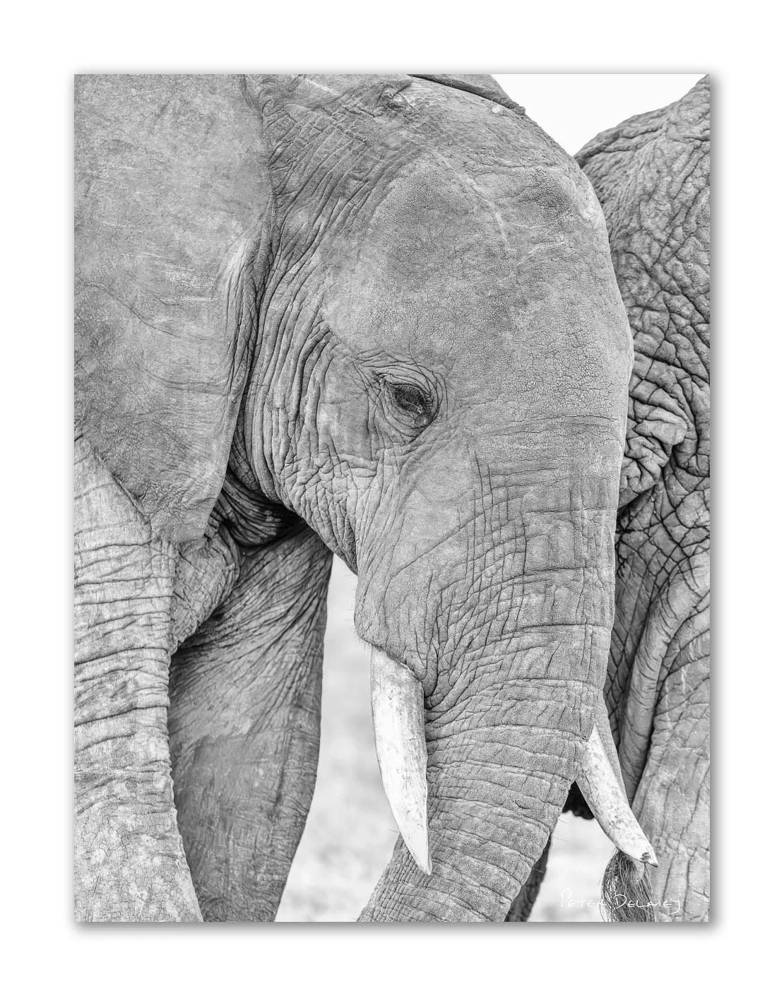 Elephant Tender Moments New Veersion 2026.jpg