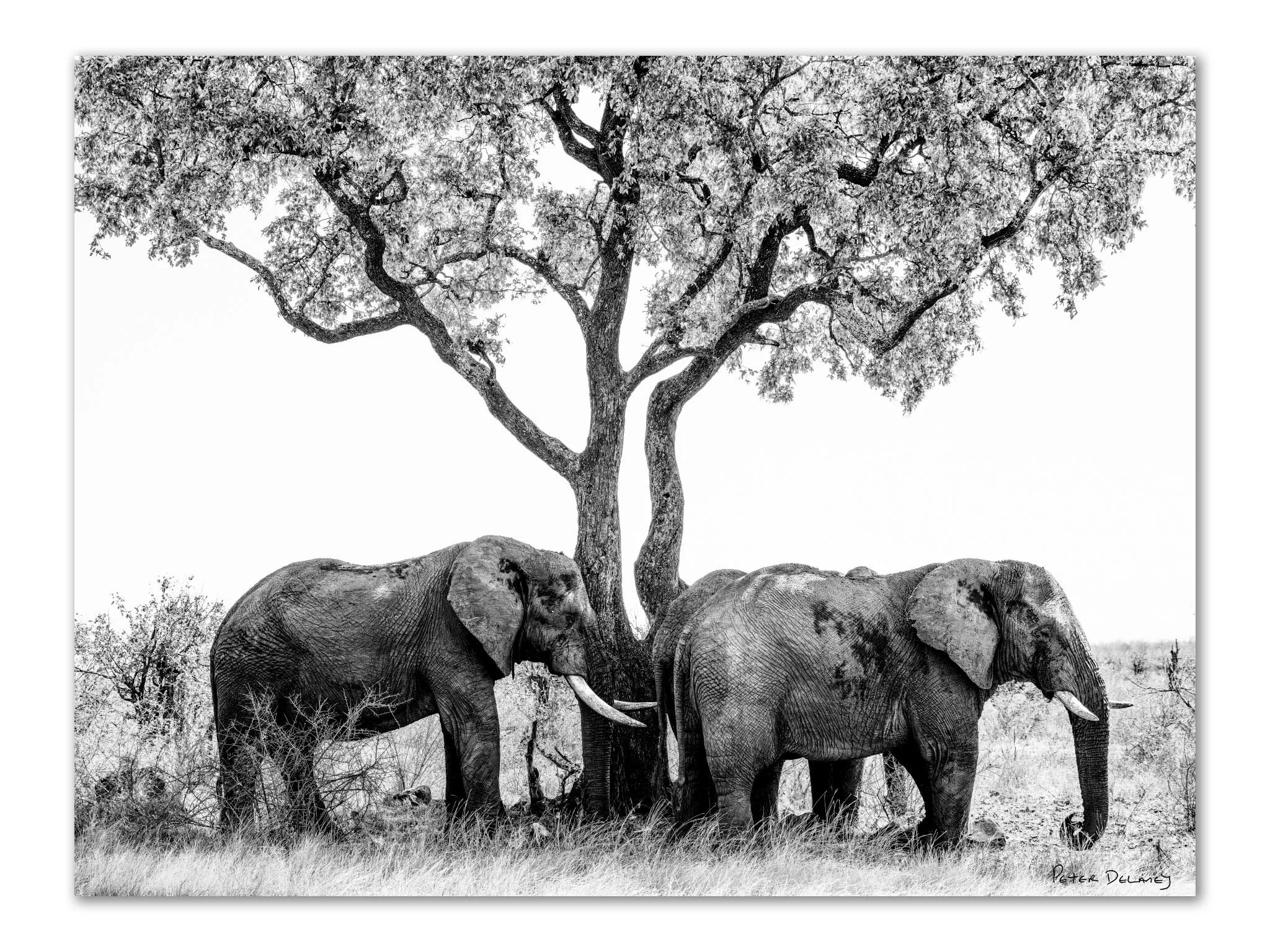 Three African savanna elephants resting beneath a small twin-stemmed tree in Kruger National Park, captured in black-and-white, showing sunlight and shadow playing across their textured skin.
