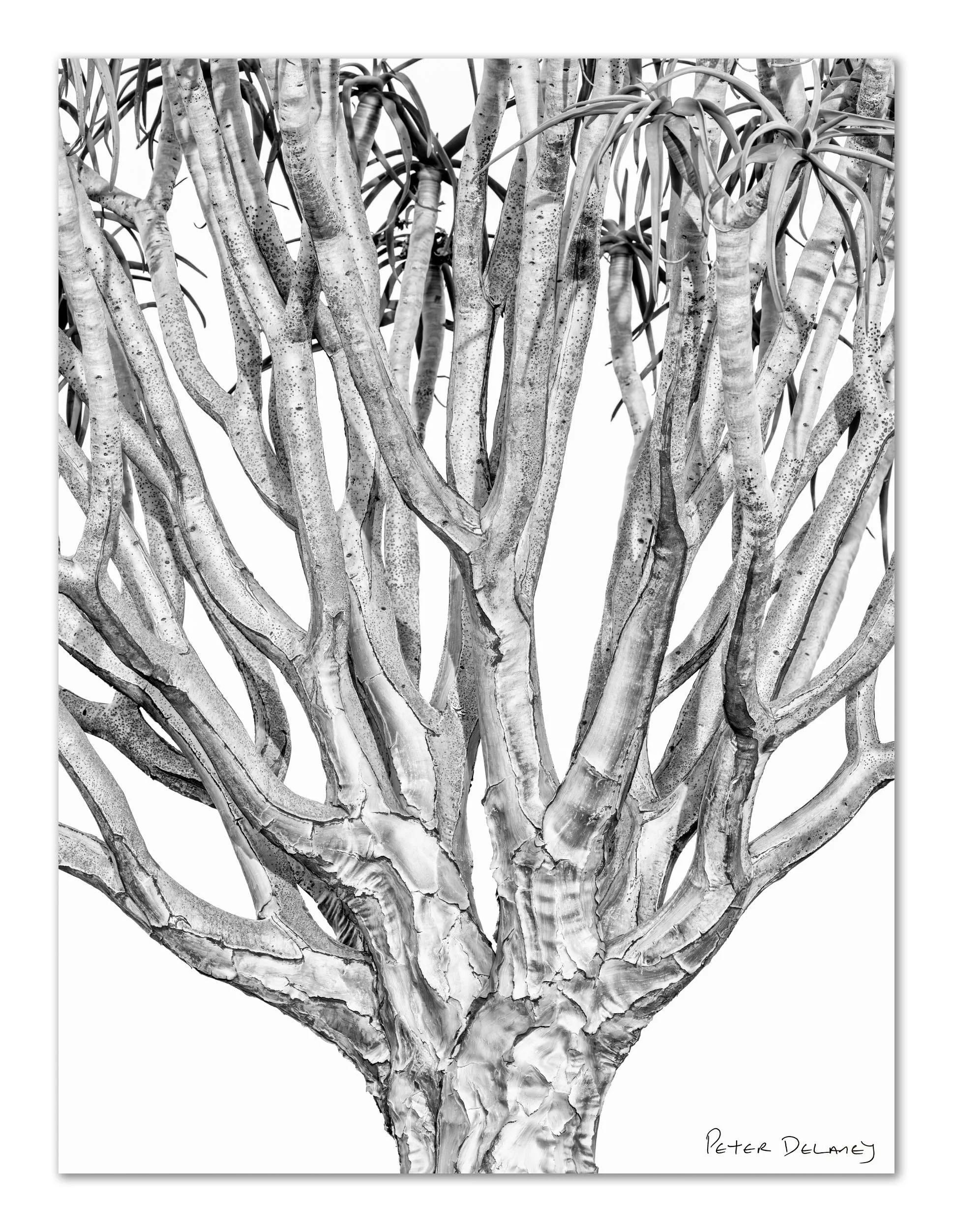 quiver tree5.jpg