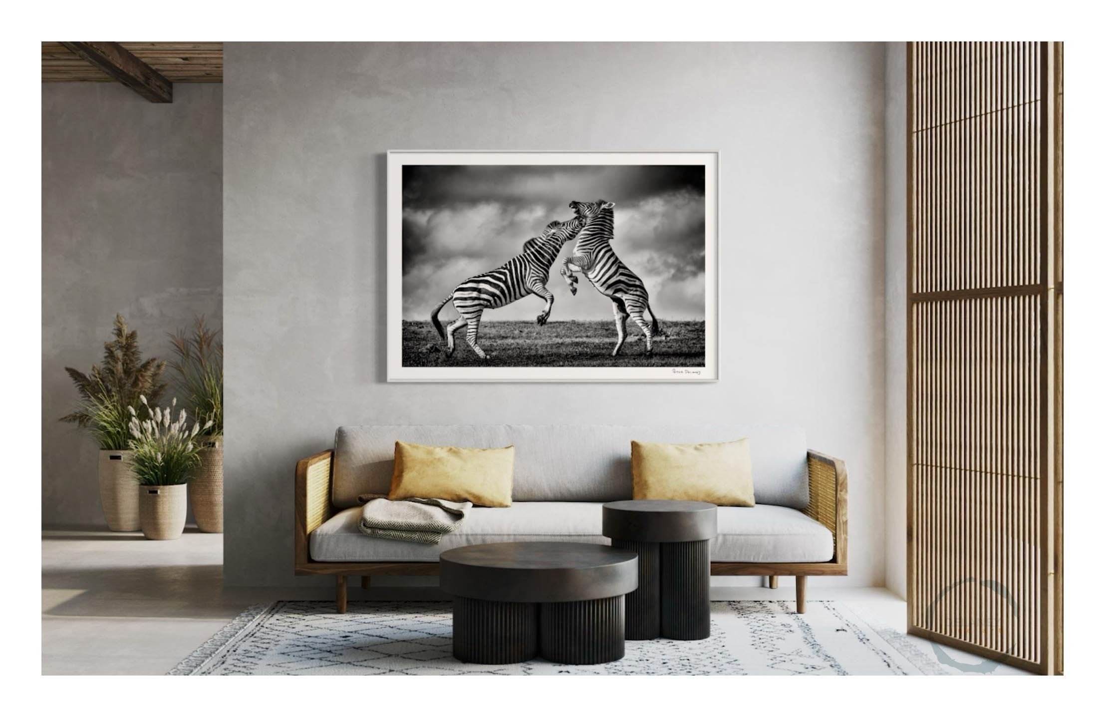 Zebra-Battle5.jpg